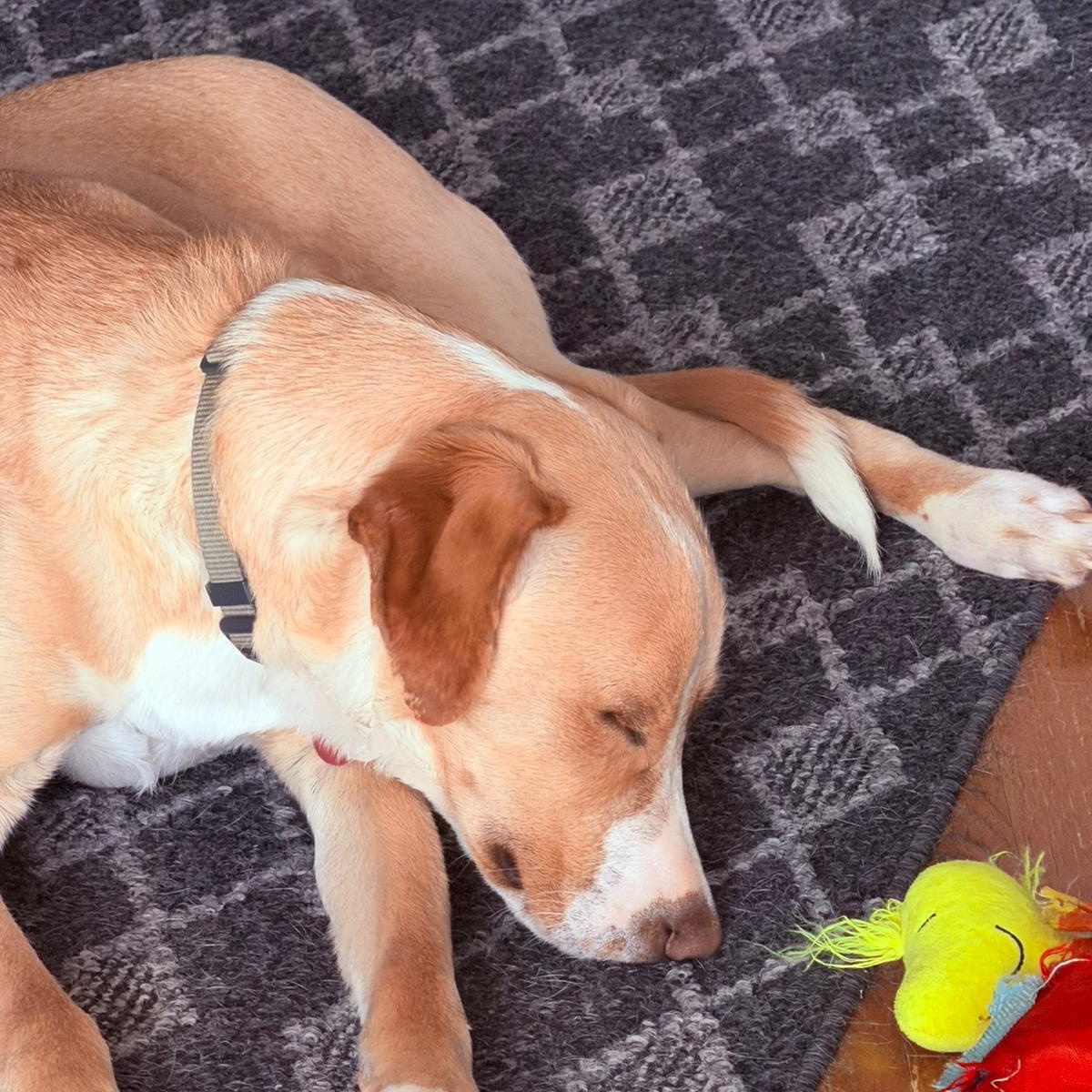 Enlarge Drupi, a Adoptable mixed breed in Williamsburg, ON image 4/6