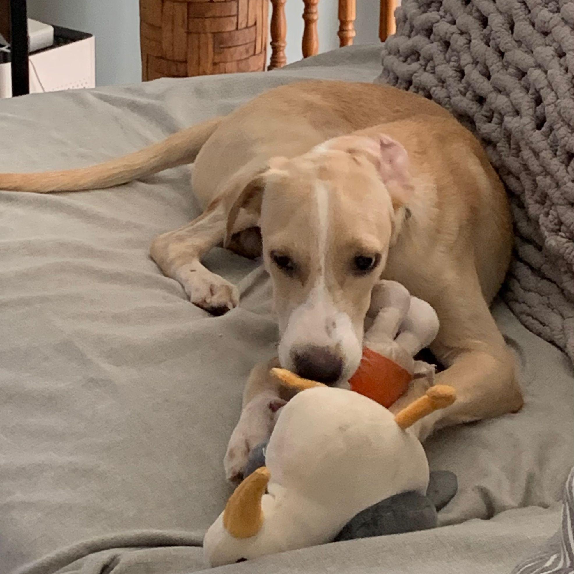 Enlarge Drupi, a Adoptable mixed breed in Williamsburg, ON image 5/6