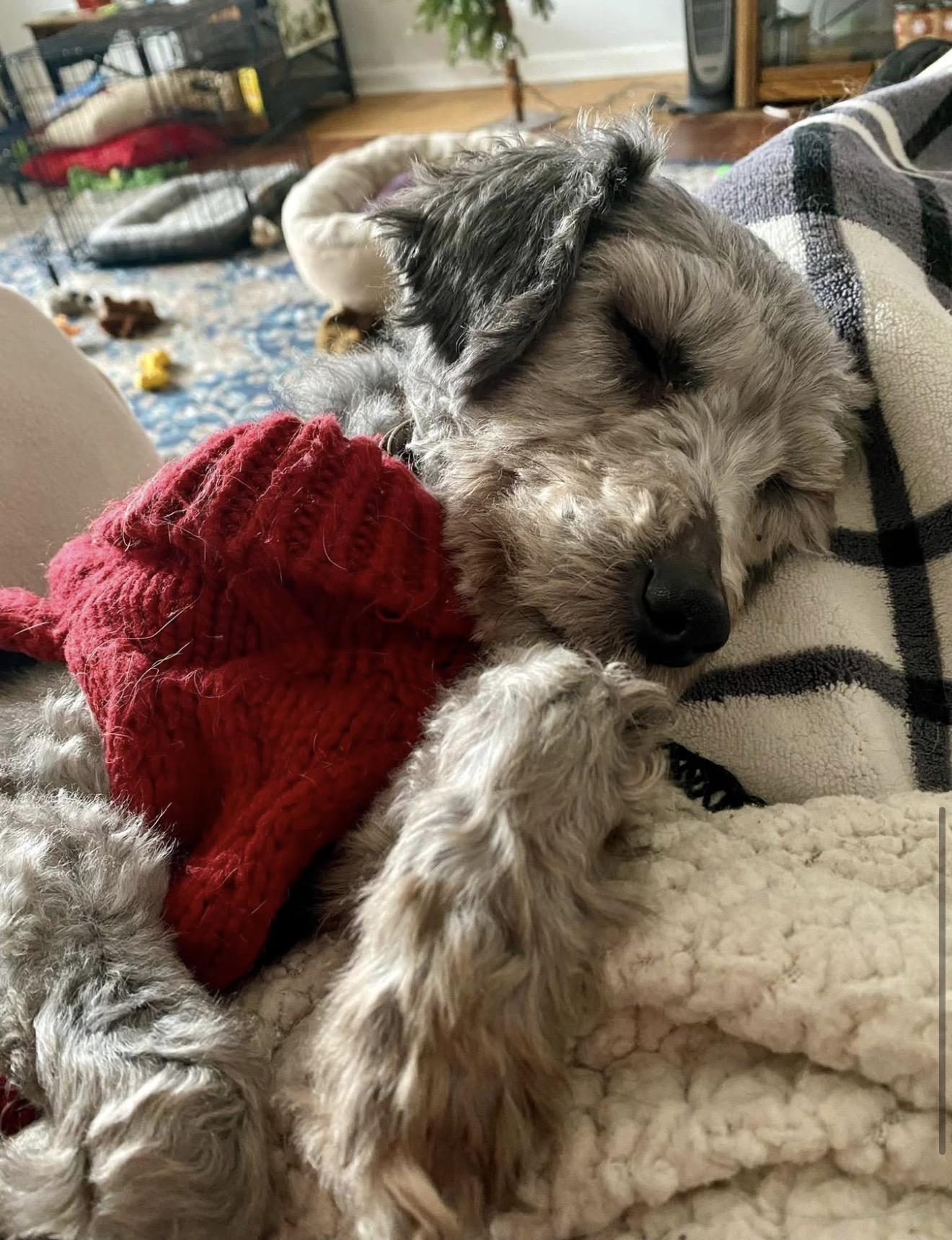 Taco, ADOPTABLE, Senior Male Schnoodle.