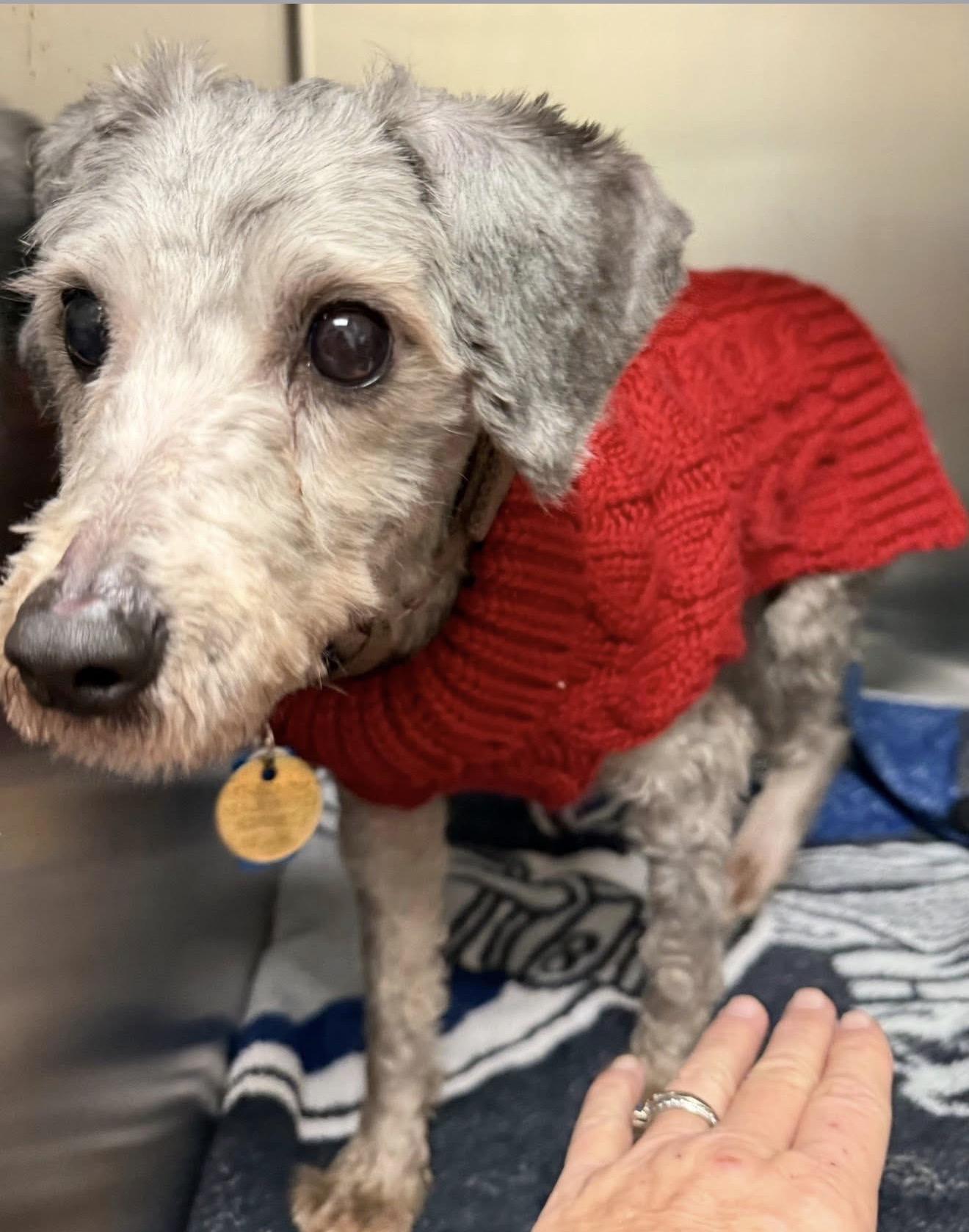 Enlarge Taco, a ADOPTABLE Schnoodle in Miamisburg, OH image 4/4