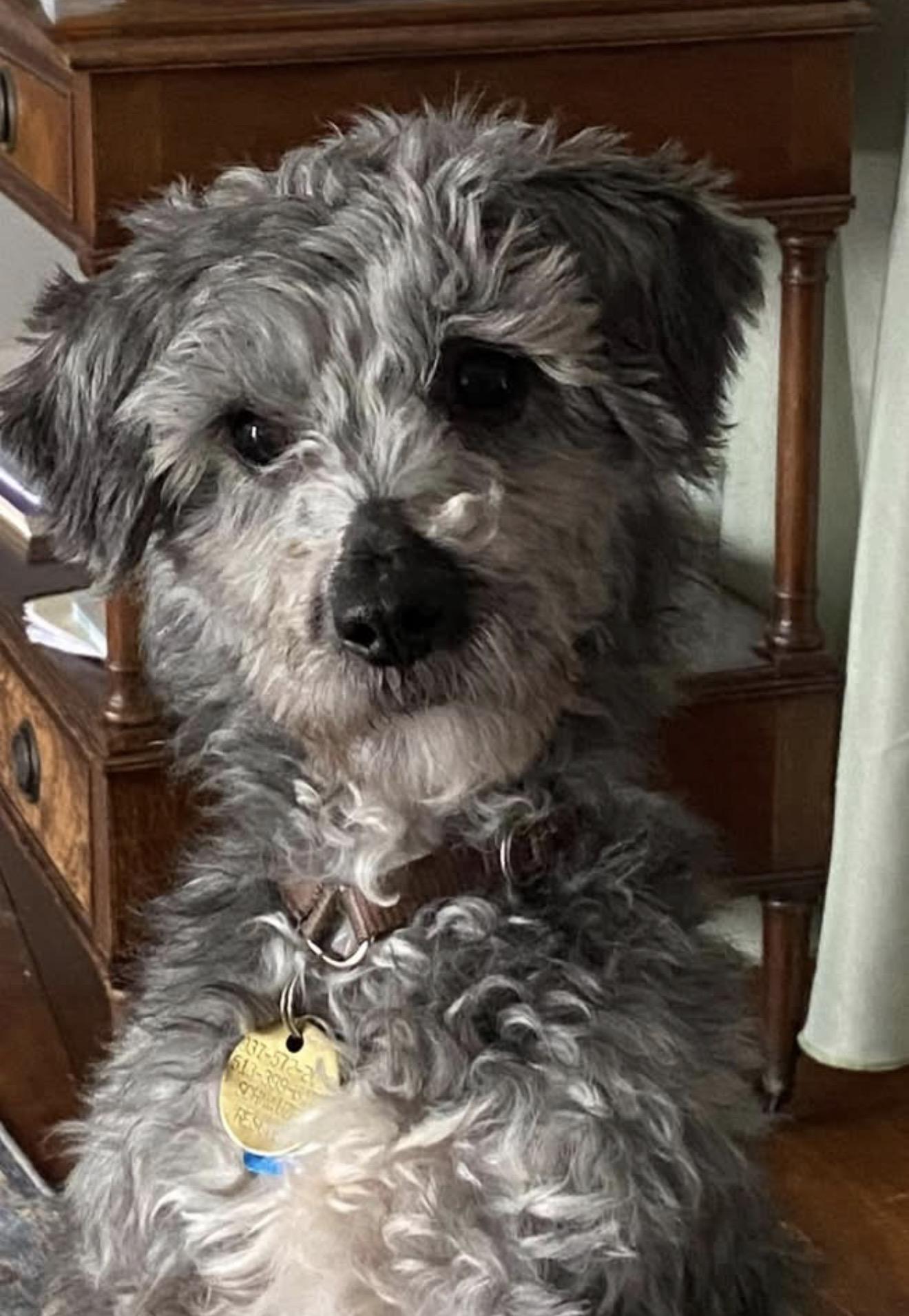 Enlarge Taco, a ADOPTABLE Schnoodle in Miamisburg, OH image 3/4