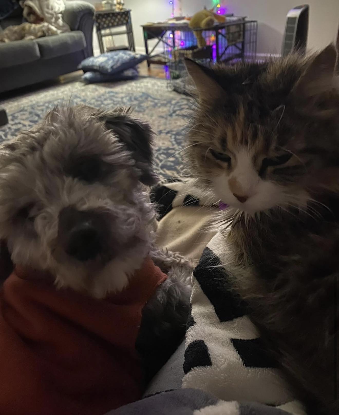 Enlarge Taco, a ADOPTABLE Schnoodle in Miamisburg, OH image 2/4