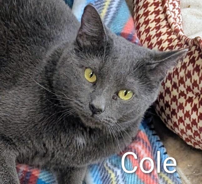 cole, adopted, Adult Male Domestic Short Hair.
