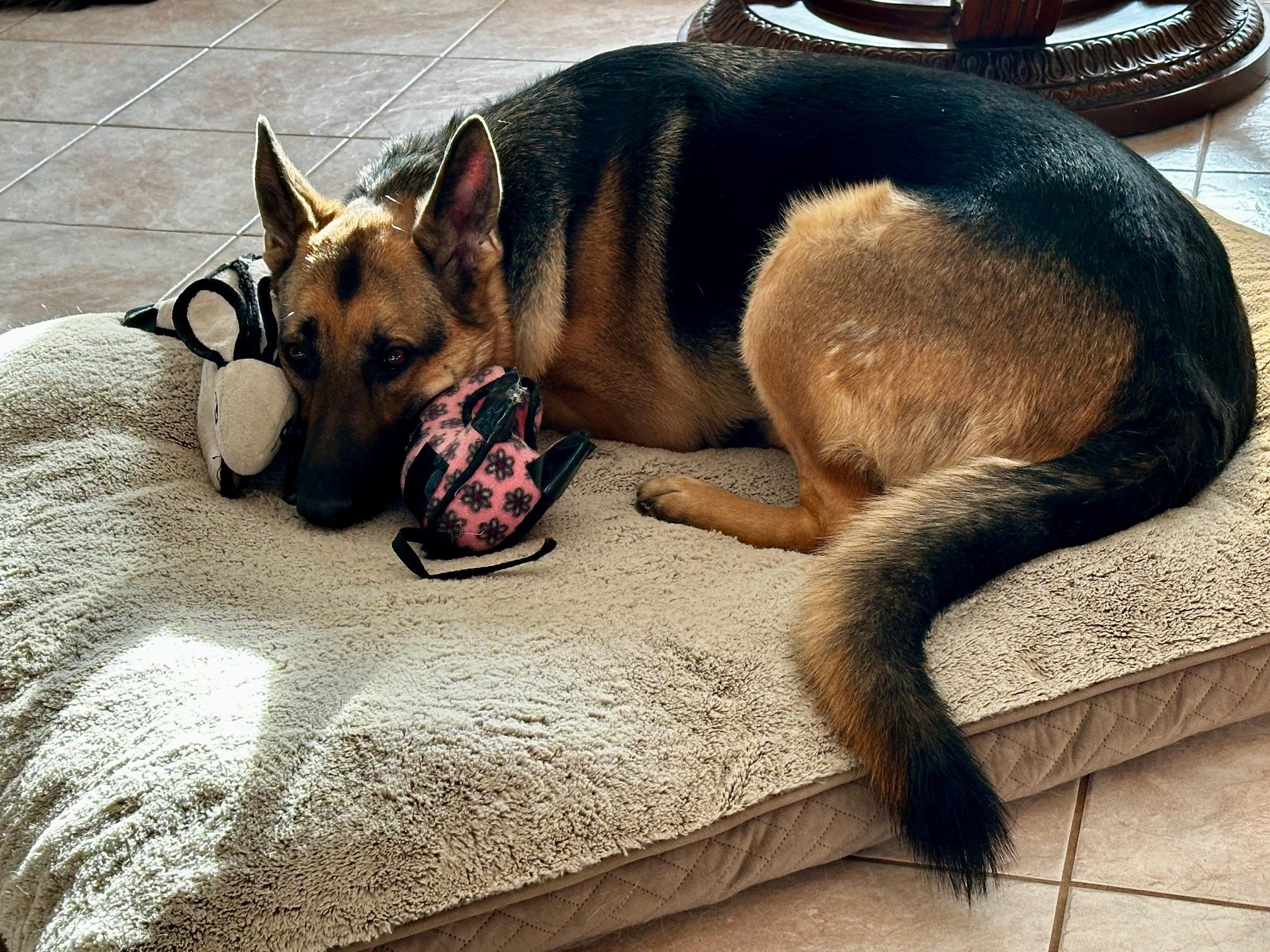 Enlarge ROGUE, an adopted German Shepherd Dog in Crystal City, MB image 2/5