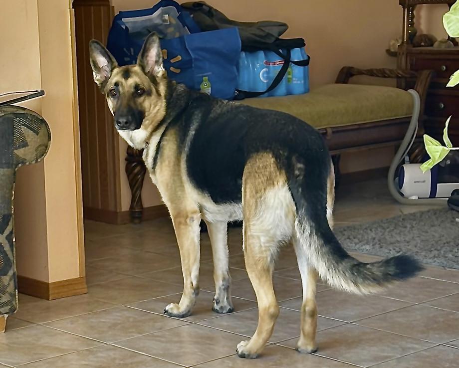 Enlarge ROGUE, an adopted German Shepherd Dog in Crystal City, MB image 4/5