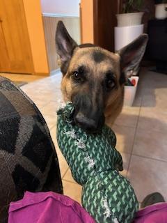 Enlarge ROGUE, an adopted German Shepherd Dog in Crystal City, MB image 5/5