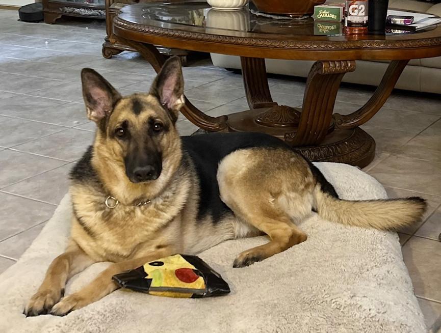 ROGUE, adopted, Adult Female German Shepherd Dog.