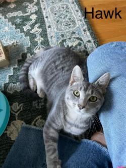 Hawk, Adoptable, Young Male Domestic Short Hair.
