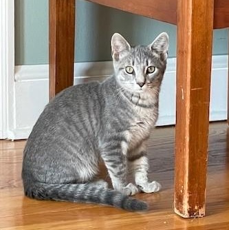 Hawk, a Adoptable Domestic Short Hair in Lemoyne, PA image 2/5