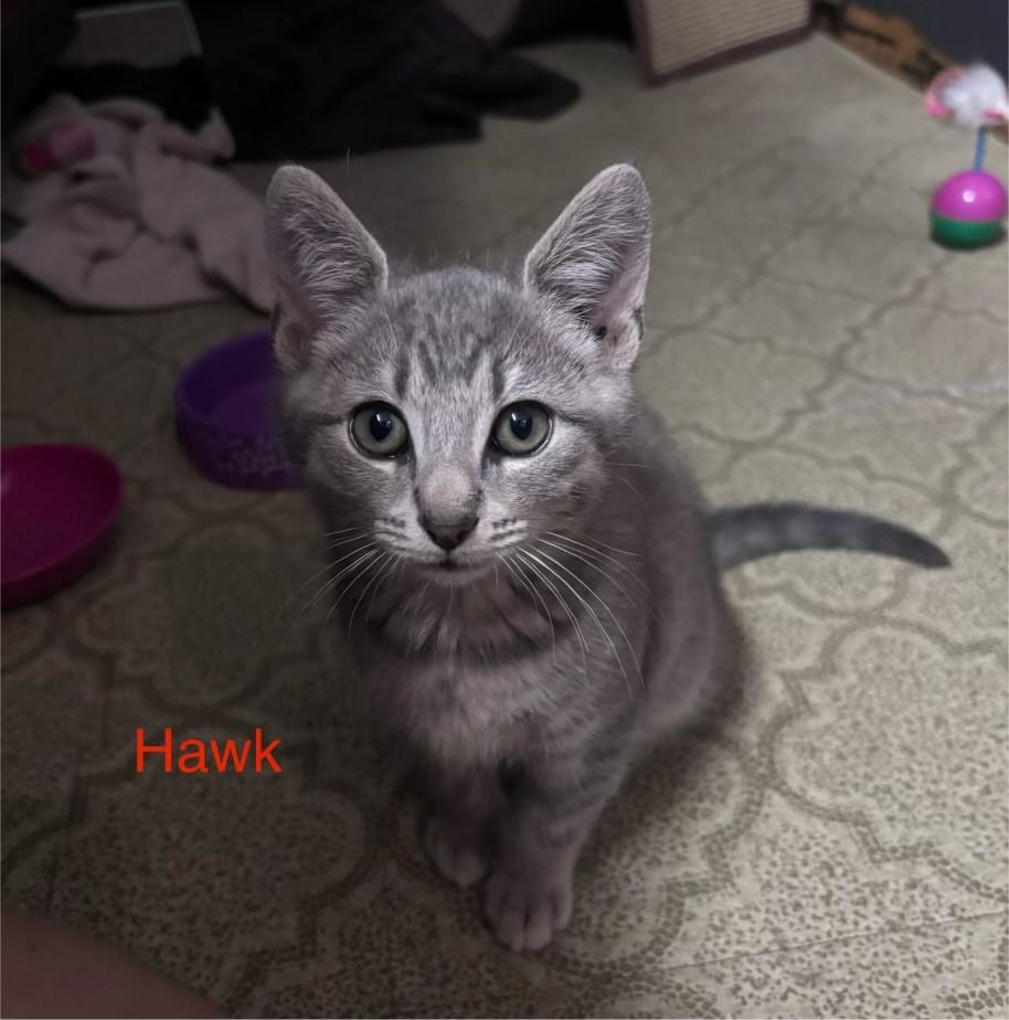 Hawk, a Adoptable Domestic Short Hair in Lemoyne, PA image 4/5