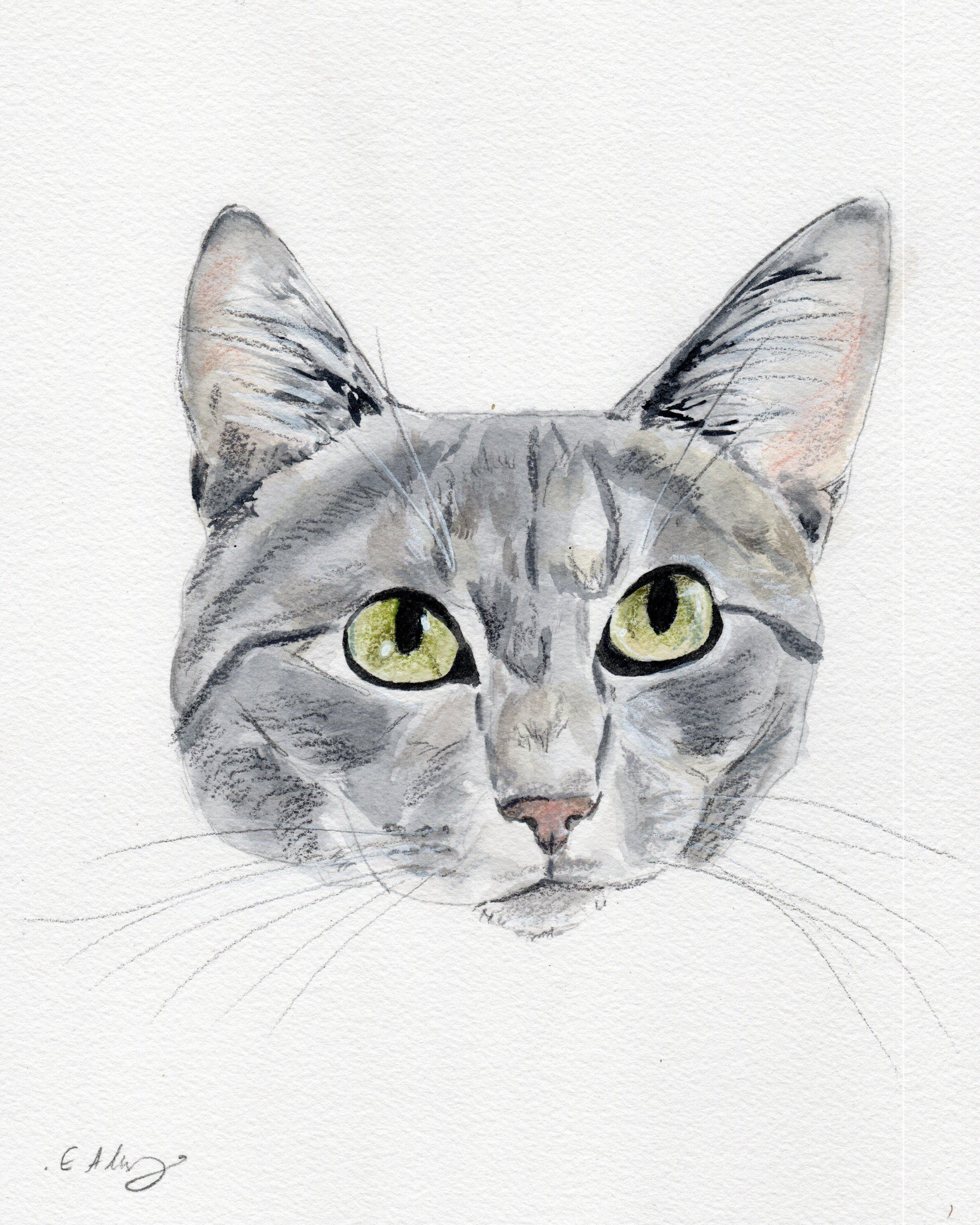 Hawk, a Adoptable Domestic Short Hair in Lemoyne, PA image 5/5