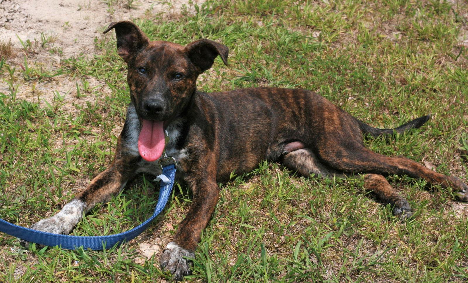 Enlarge John Boy, a Adoptable mixed breed in Attalla, AL image 2/3
