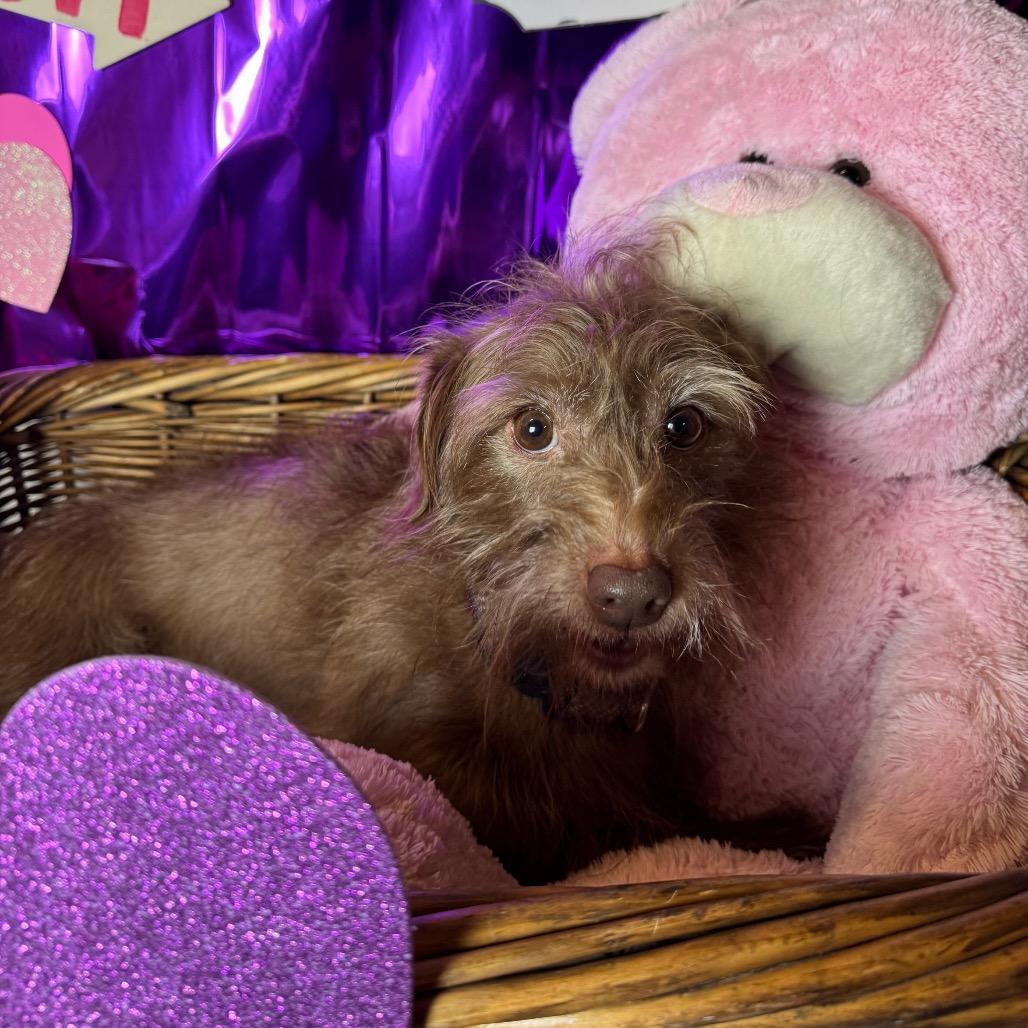 Quincy, Adoptable, Adult Male Terrier.