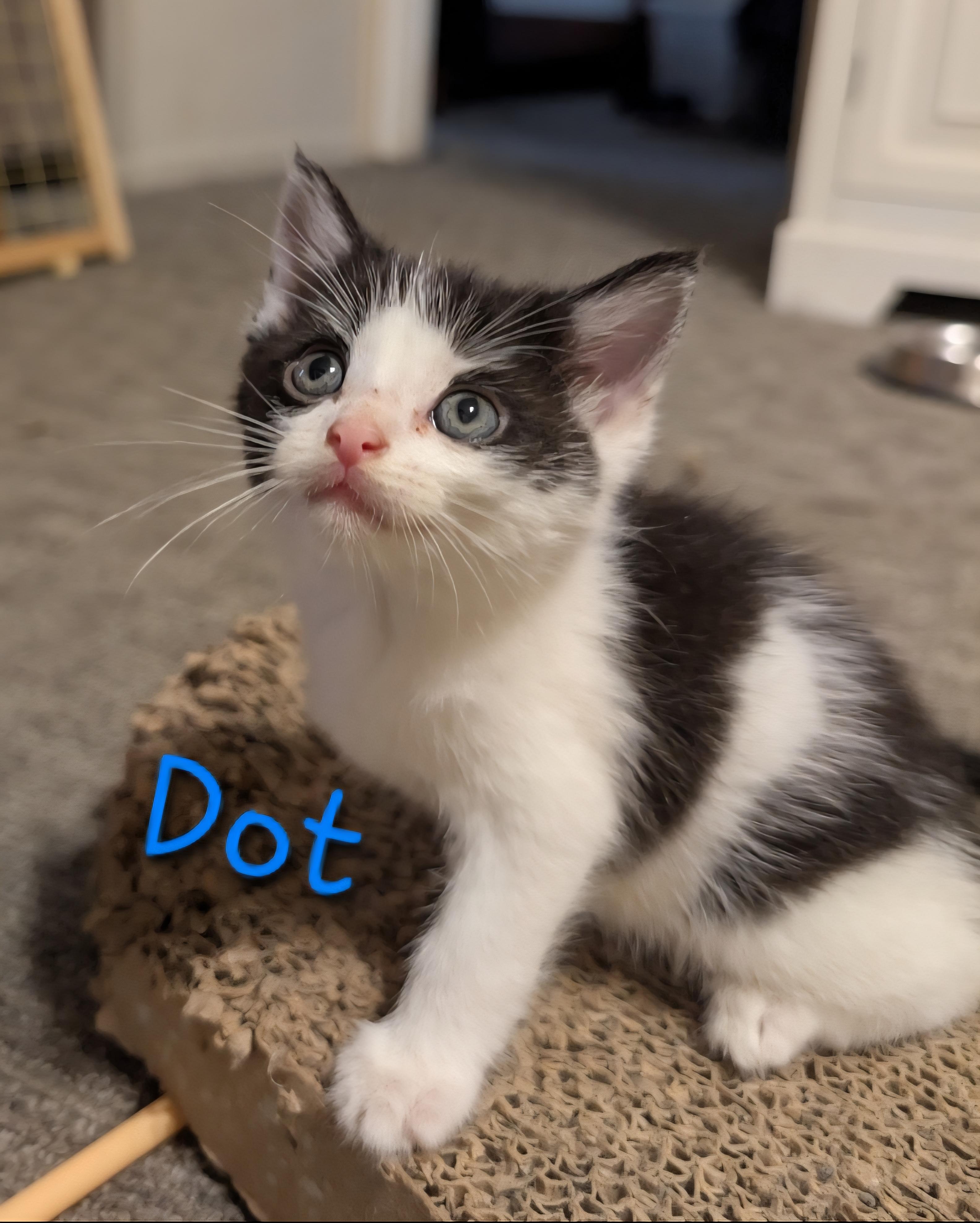 Dot , a ADOPTABLE Tuxedo in Central City, KY image 2/2