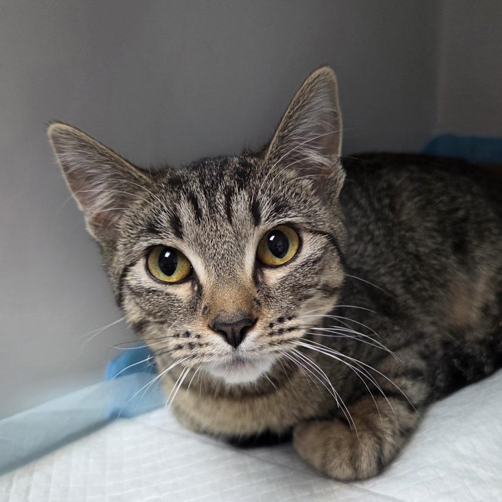 Enlarge Jewell, a Adoptable Domestic Short Hair in Branson, MO image 1/2