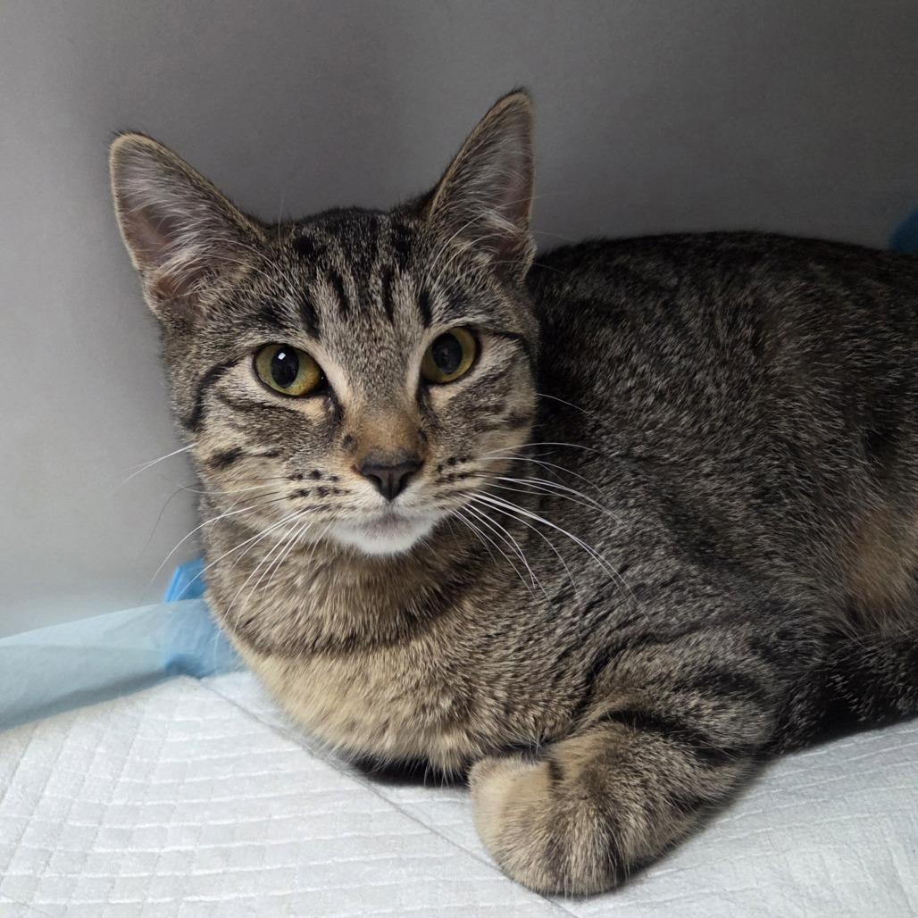 Enlarge Jewell, a Adoptable Domestic Short Hair in Branson, MO image 2/2