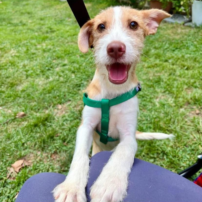 Scruff, adopted, Puppy Male Terrier.