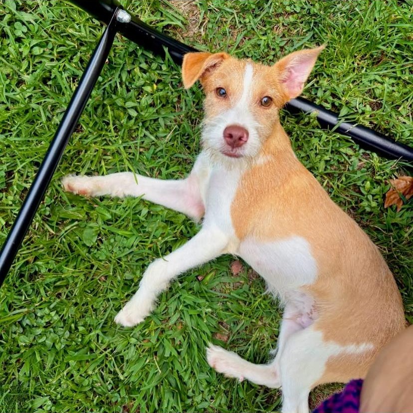 Scruff, an adopted mixed breed in Philadelphia, PA image 3/6