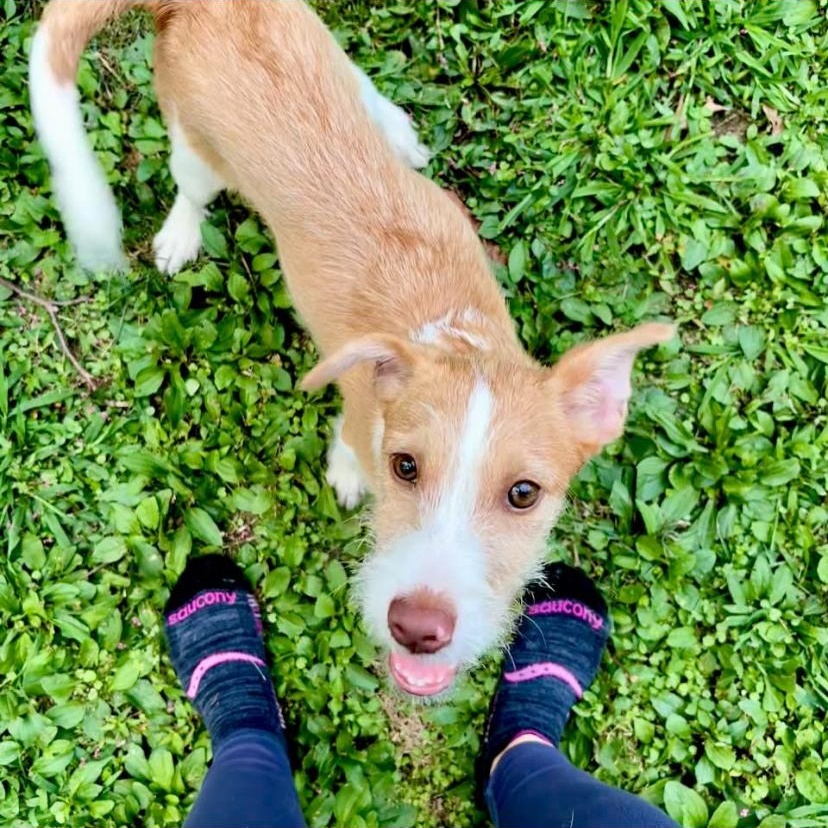 Scruff, an adopted mixed breed in Philadelphia, PA image 6/6