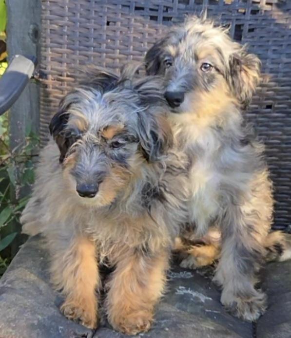 MORTI or MONTI Mini Aussiepoo, Adoptable, Puppy Male Aussiedoodle.