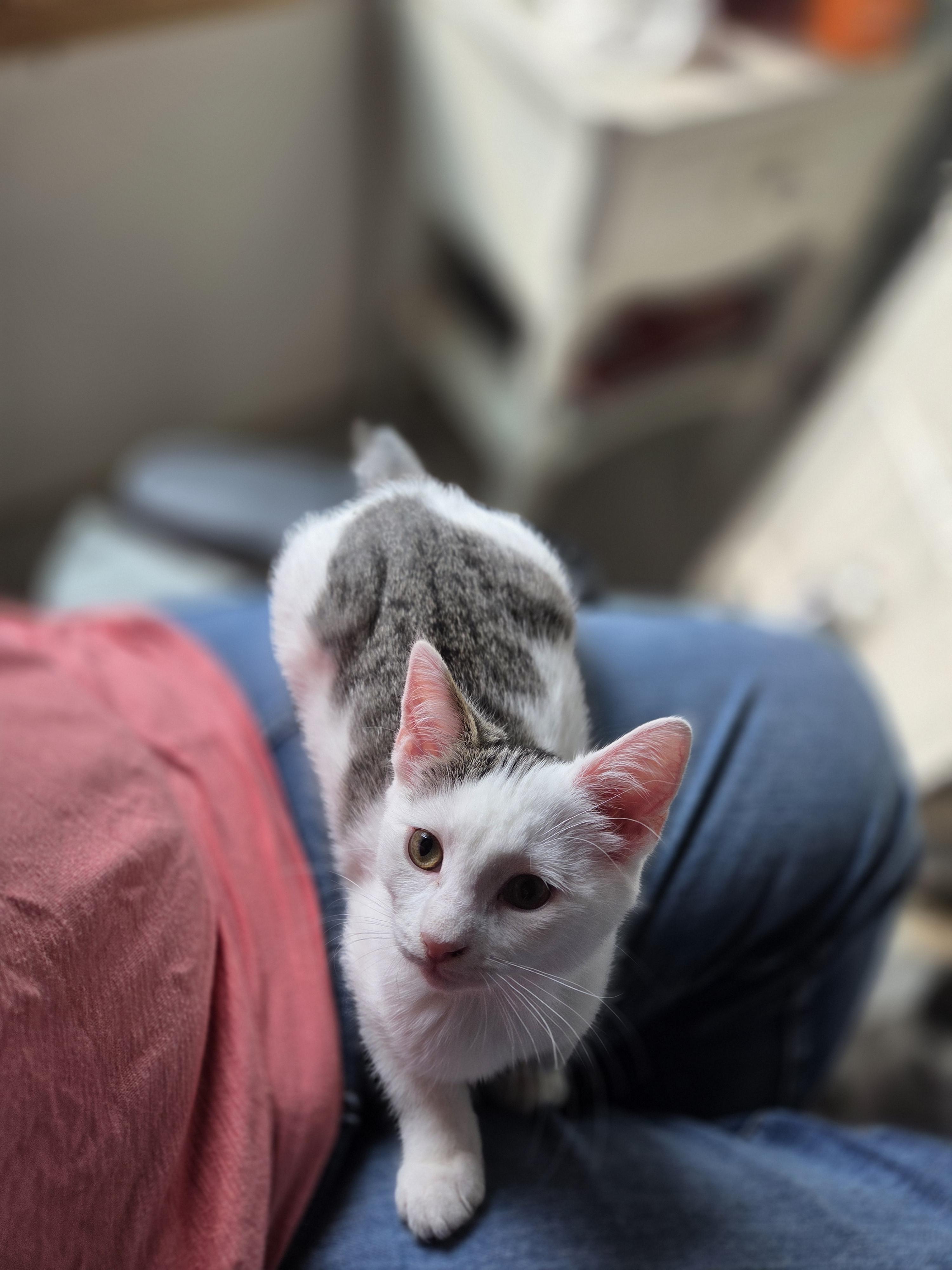 Nala, a ADOPTABLE Domestic Short Hair in Rochester, NY image 4/4