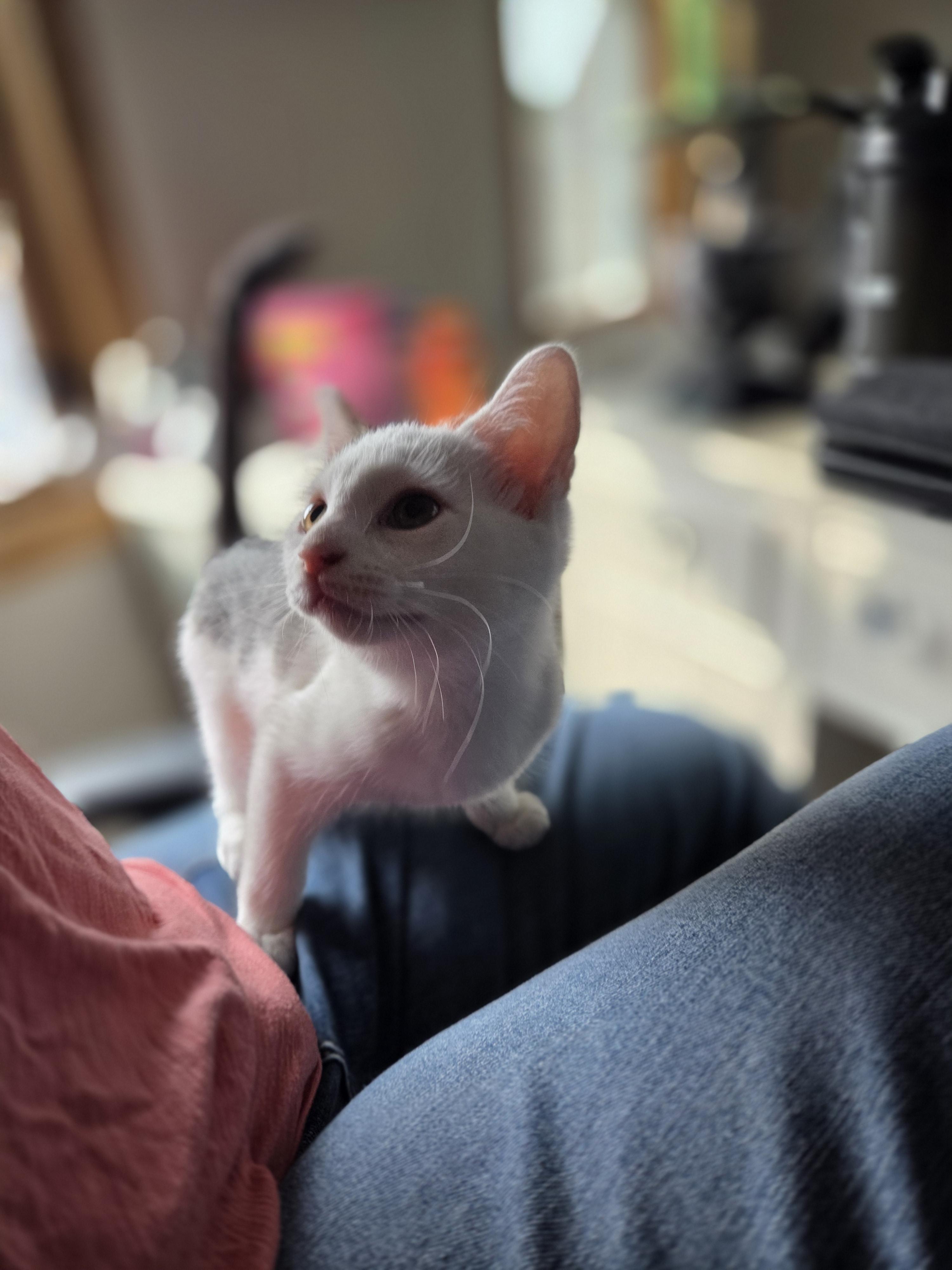 Nala, a ADOPTABLE Domestic Short Hair in Rochester, NY image 2/4