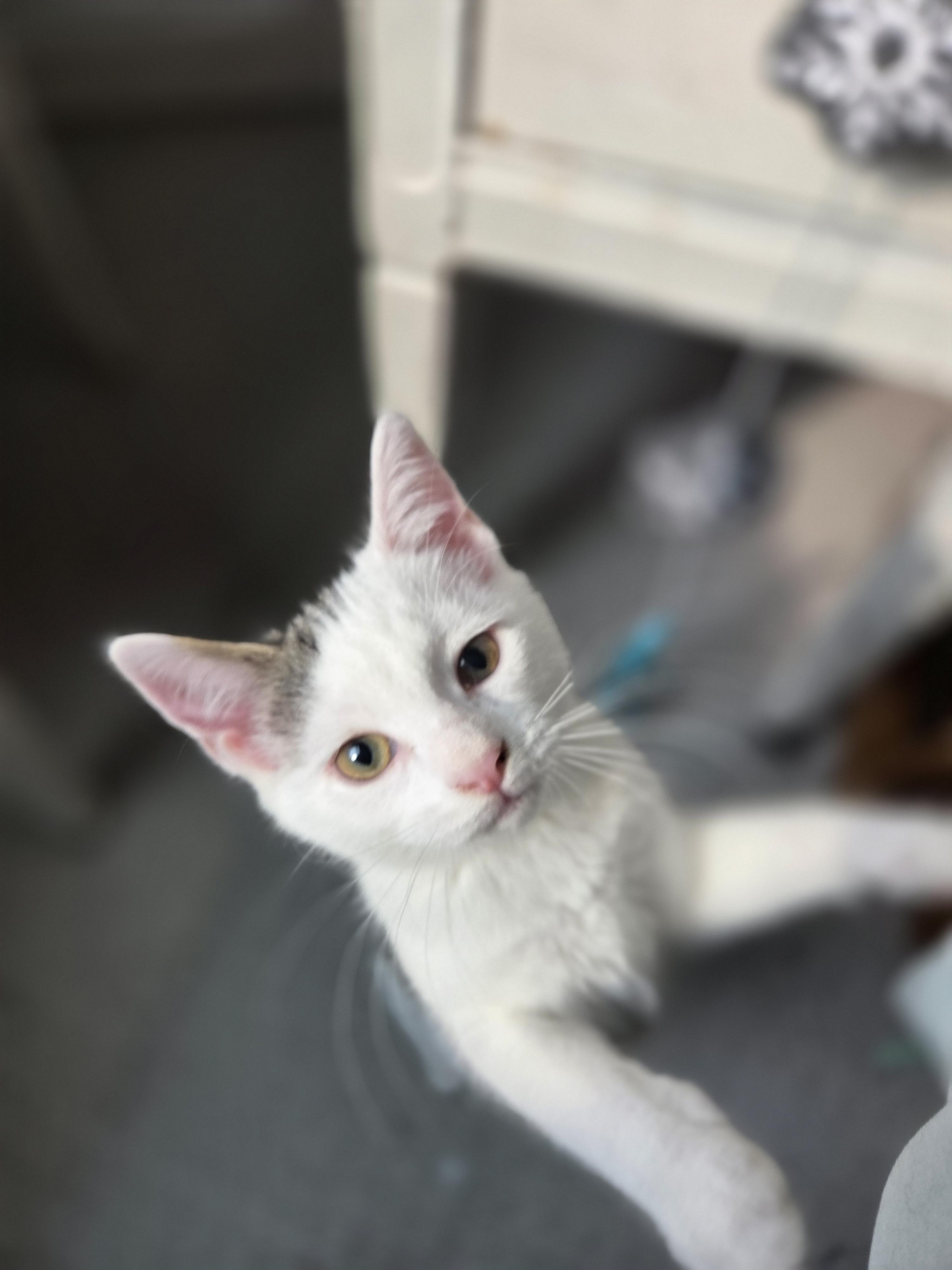 Nala, ADOPTABLE, Kitten Female Domestic Short Hair.