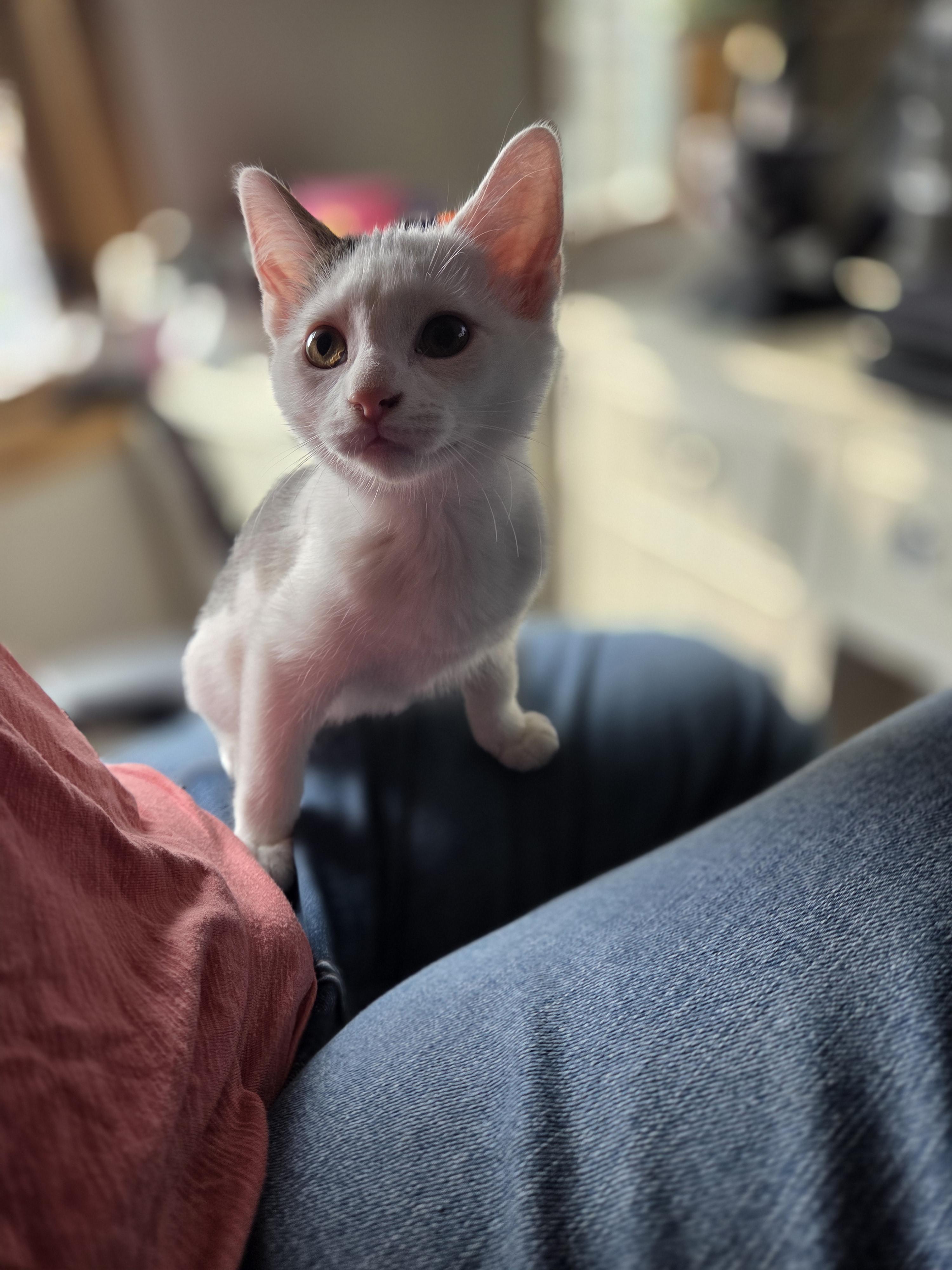Nala, a ADOPTABLE Domestic Short Hair in Rochester, NY image 3/4