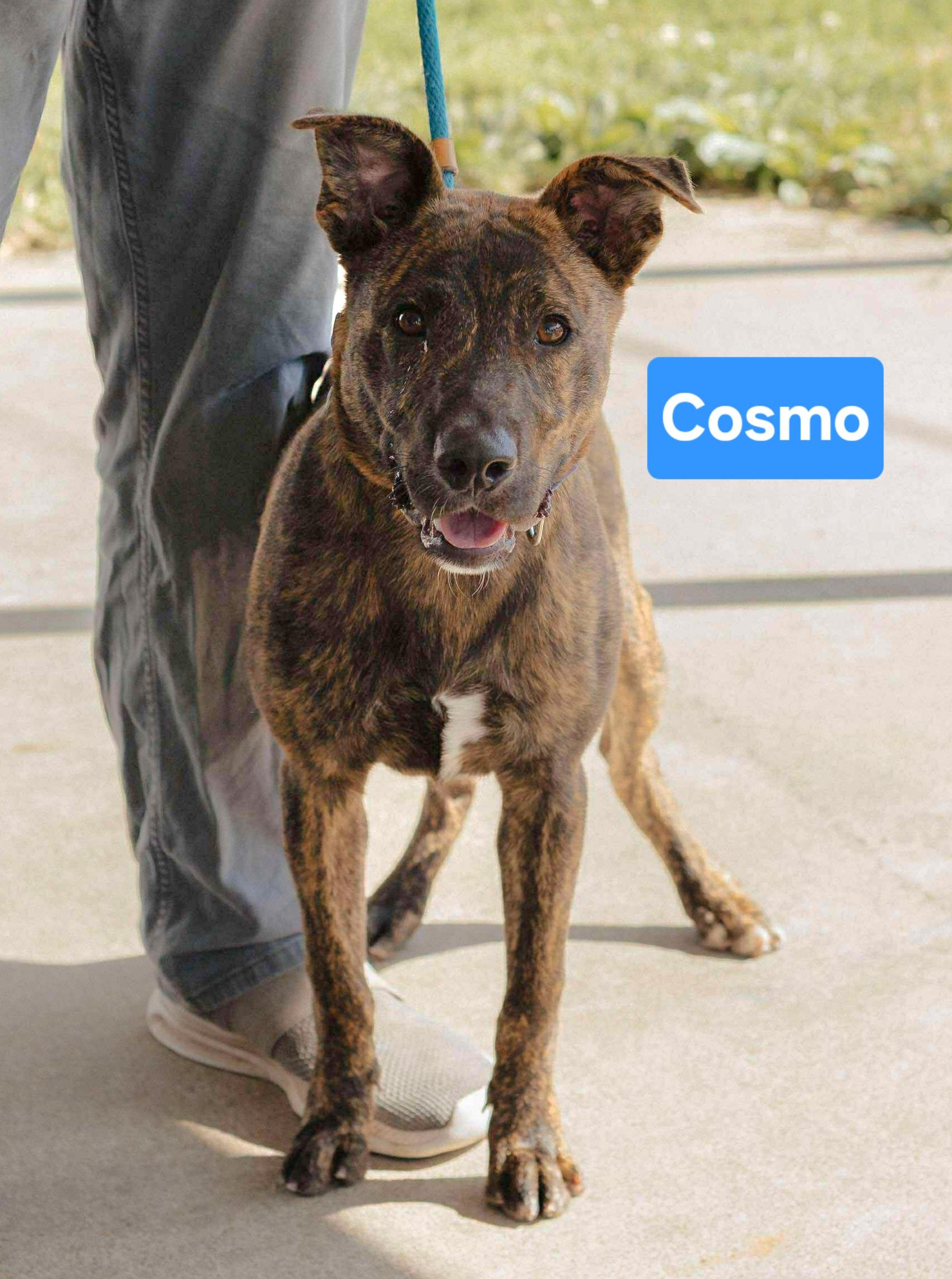 Cosmo, an adoptable Affenpinscher, Staffordshire Bull Terrier in Clinton, MO, 64735 | Photo Image 1