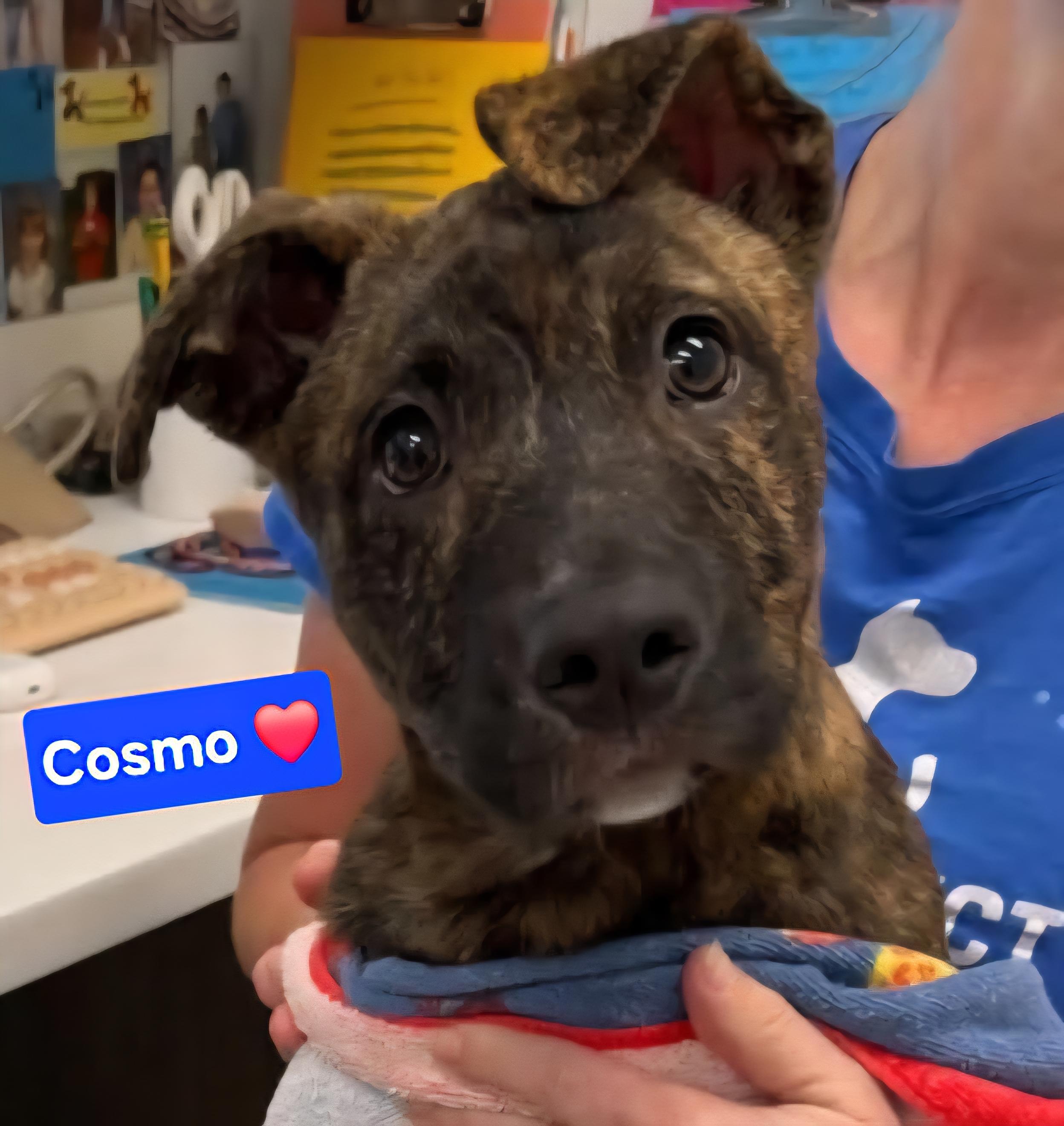 Cosmo, Adoptable, Adult Male Affenpinscher & Staffordshire Bull Terrier.