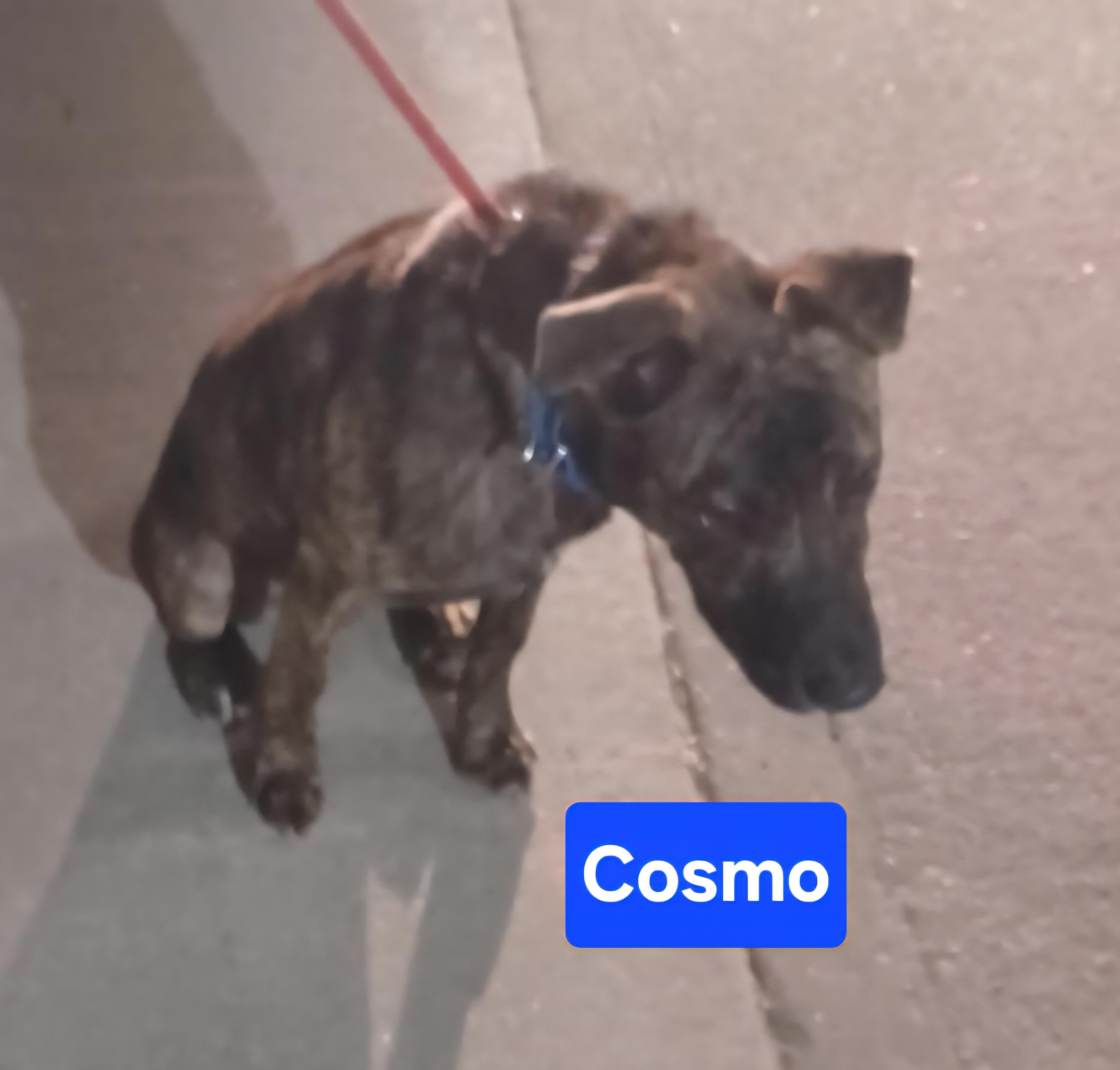 Cosmo, an adoptable Affenpinscher, Staffordshire Bull Terrier in Clinton, MO, 64735 | Photo Image 2
