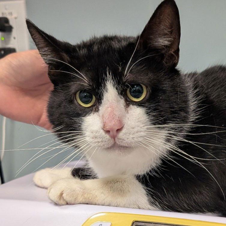 Enlarge HP, a Adoptable Domestic Short Hair in New Castle, DE image 1/1