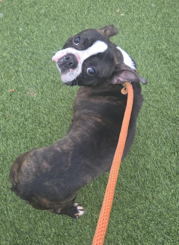 Enlarge Steve Atlas-4697-Columbia, SC, a Adopted Boston Terrier in Maryville, TN image 1/2