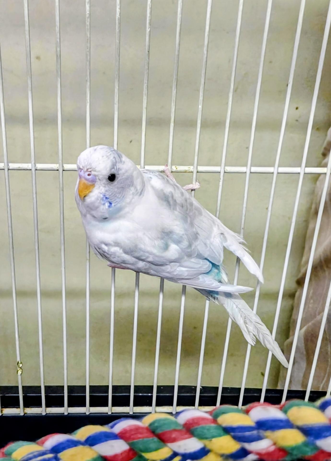 Enlarge Cloud, an adopted Parakeet (Other) in Middle Island, NY image 3/3