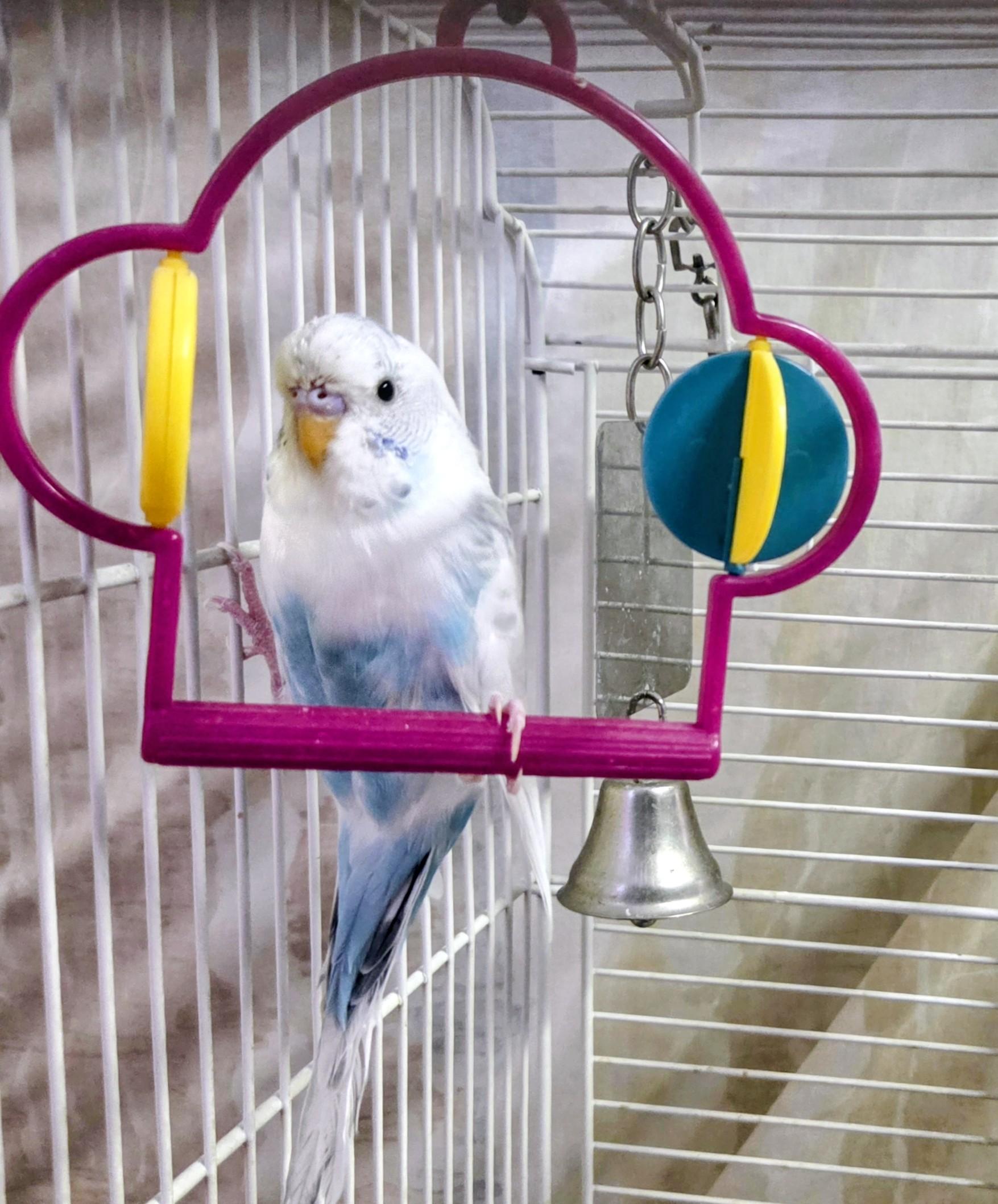 Enlarge Cloud, an adopted Parakeet (Other) in Middle Island, NY image 2/3