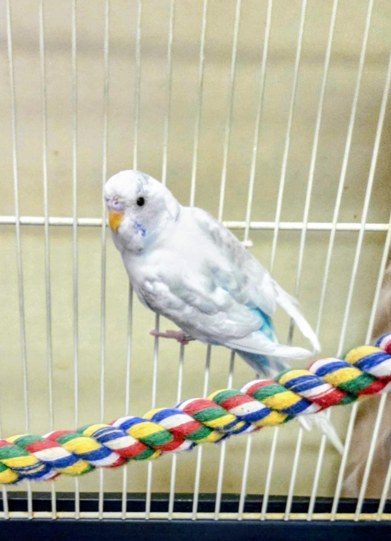 Cloud, adopted, Adult Unknown Parakeet (Other).