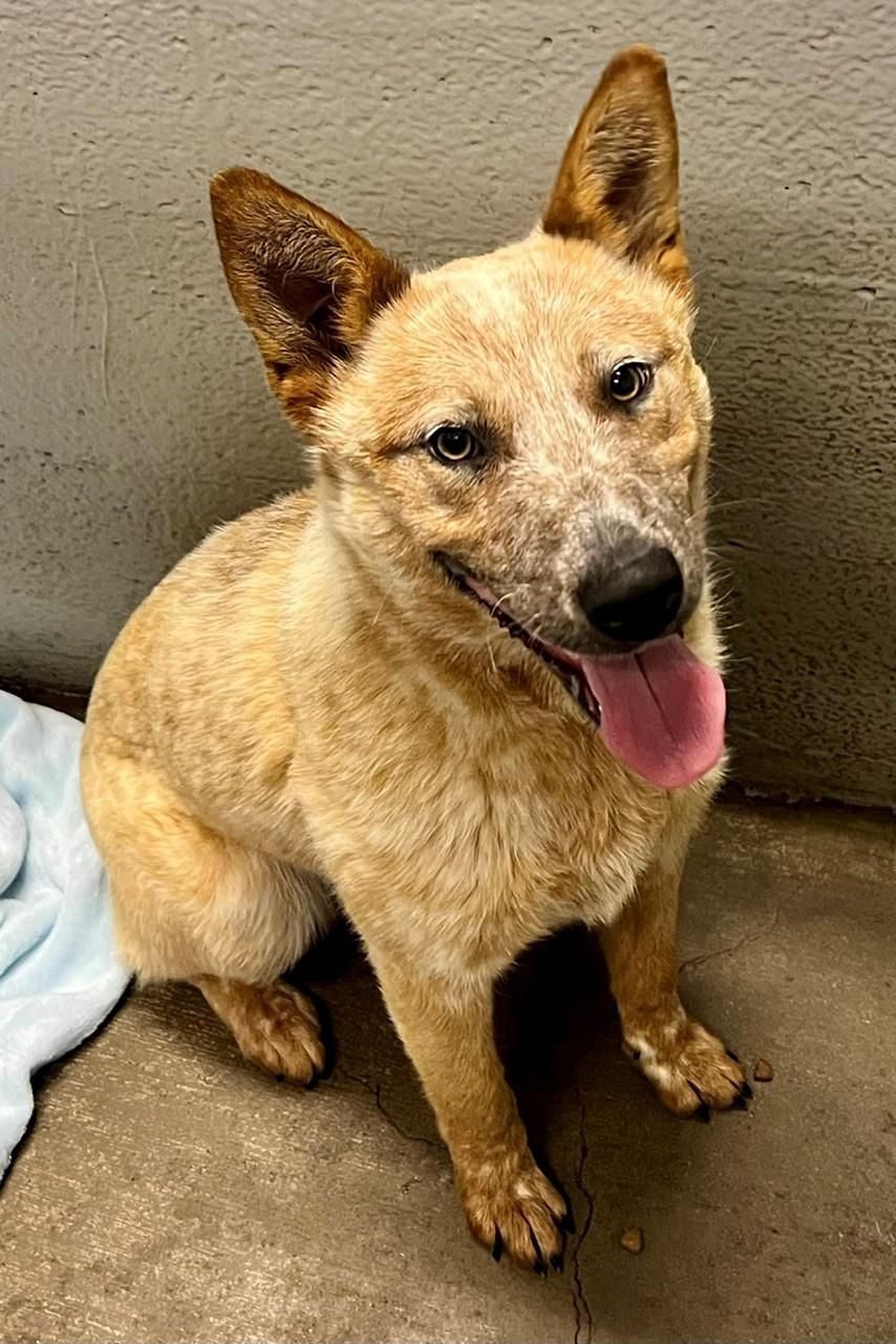 Banjo, ADOPTABLE, Young Female Australian Cattle Dog / Blue Heeler.