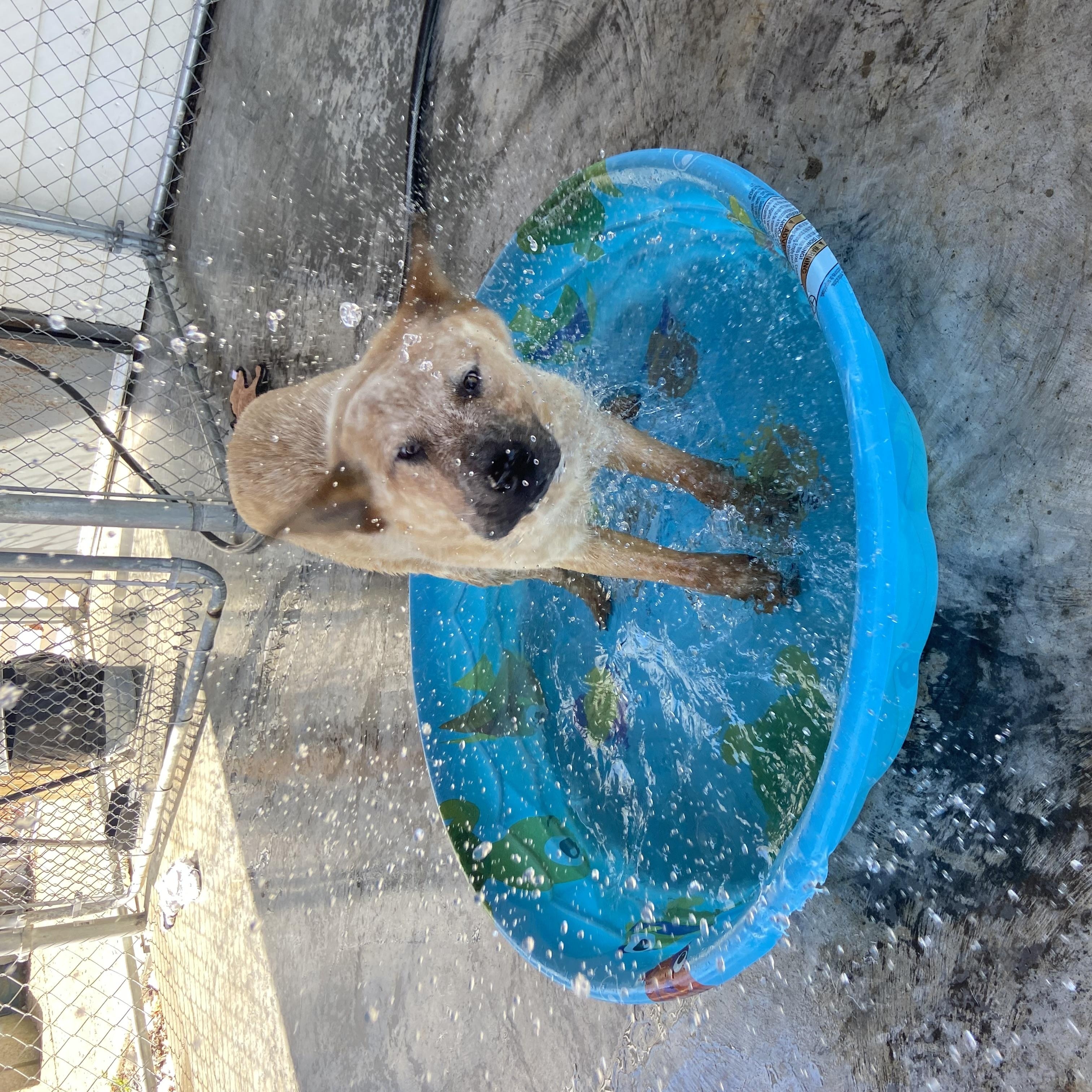 Banjo, a ADOPTABLE Australian Cattle Dog / Blue Heeler in Edinburg, VA image 3/3