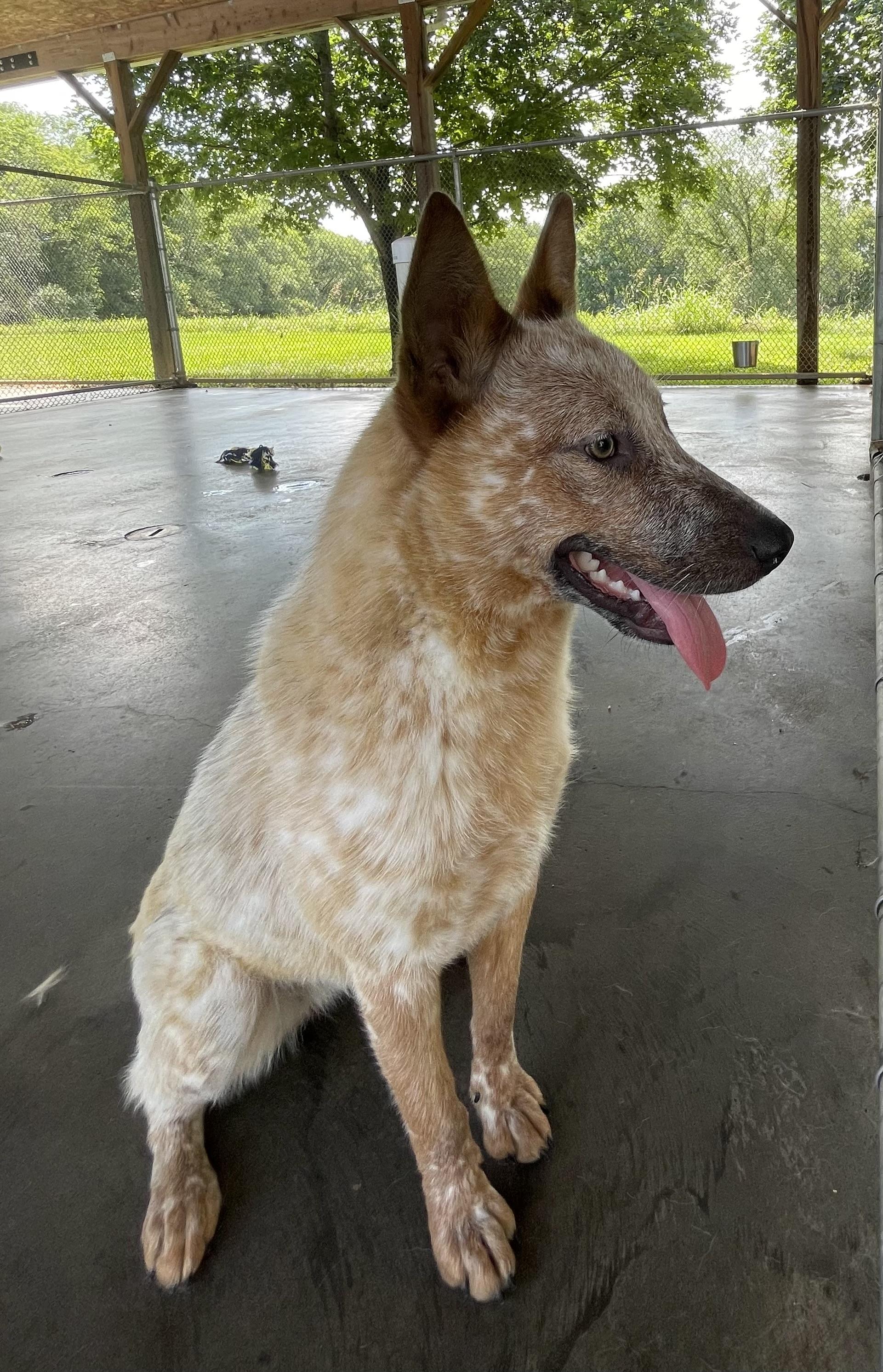 Banjo, a ADOPTABLE Australian Cattle Dog / Blue Heeler in Edinburg, VA image 1/3