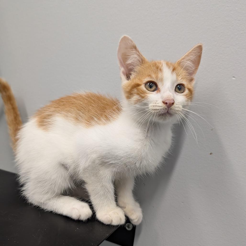 Ziti, an adopted Domestic Short Hair in Cape Girardeau, MO image 2/2
