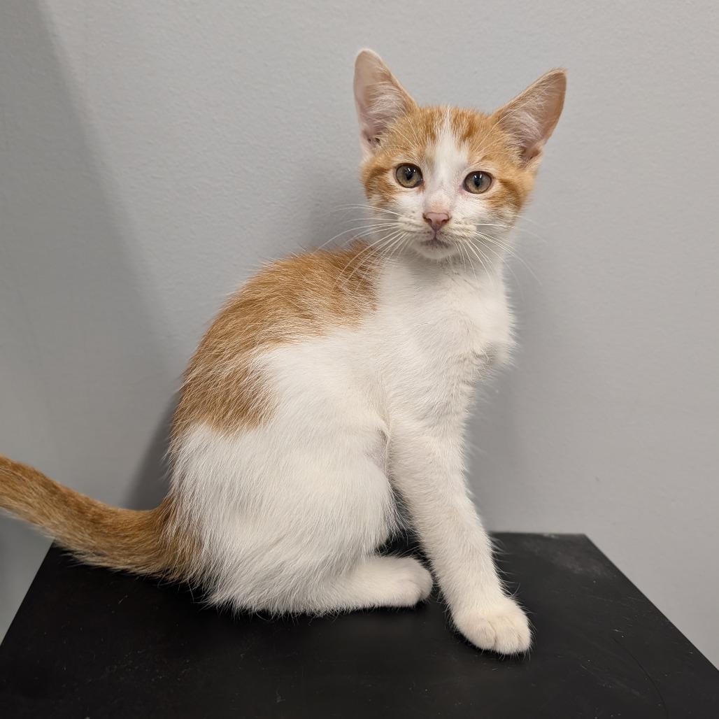 Ziti, adopted, Kitten Female Domestic Short Hair.