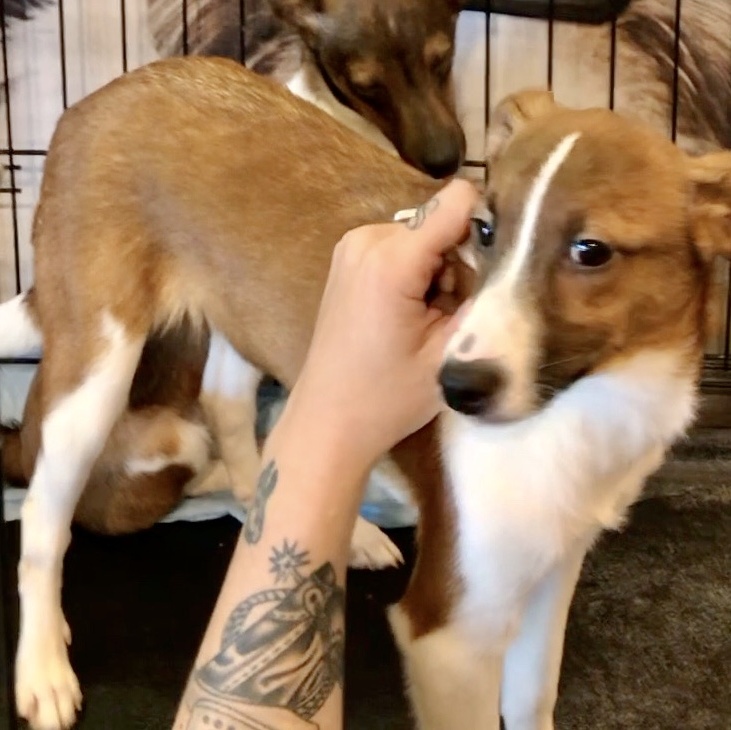 Peter, Adoptable, Puppy Male Shetland Sheepdog / Sheltie & Rat Terrier.