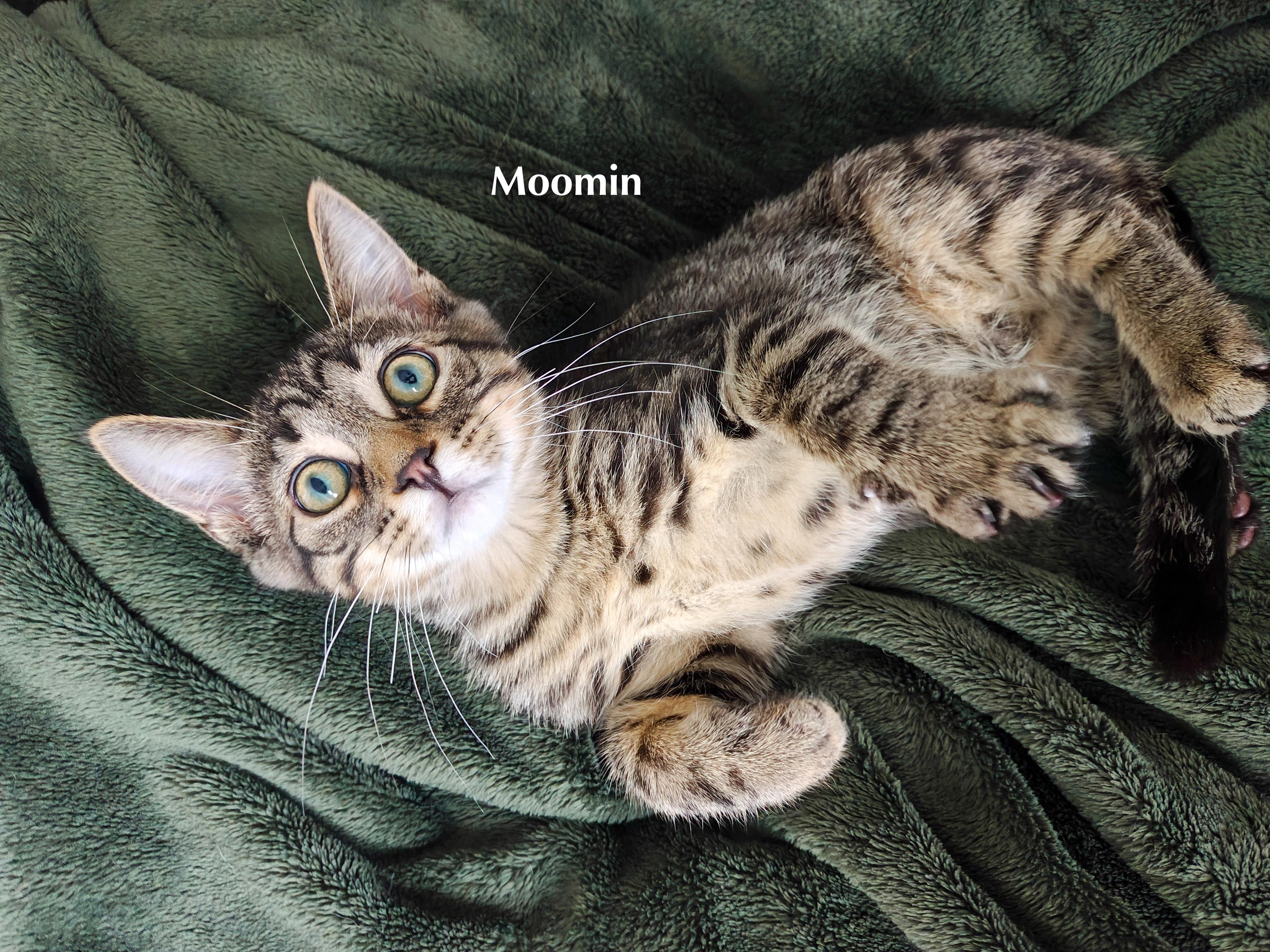 Moomin, Adoptable, Kitten Male Domestic Short Hair.