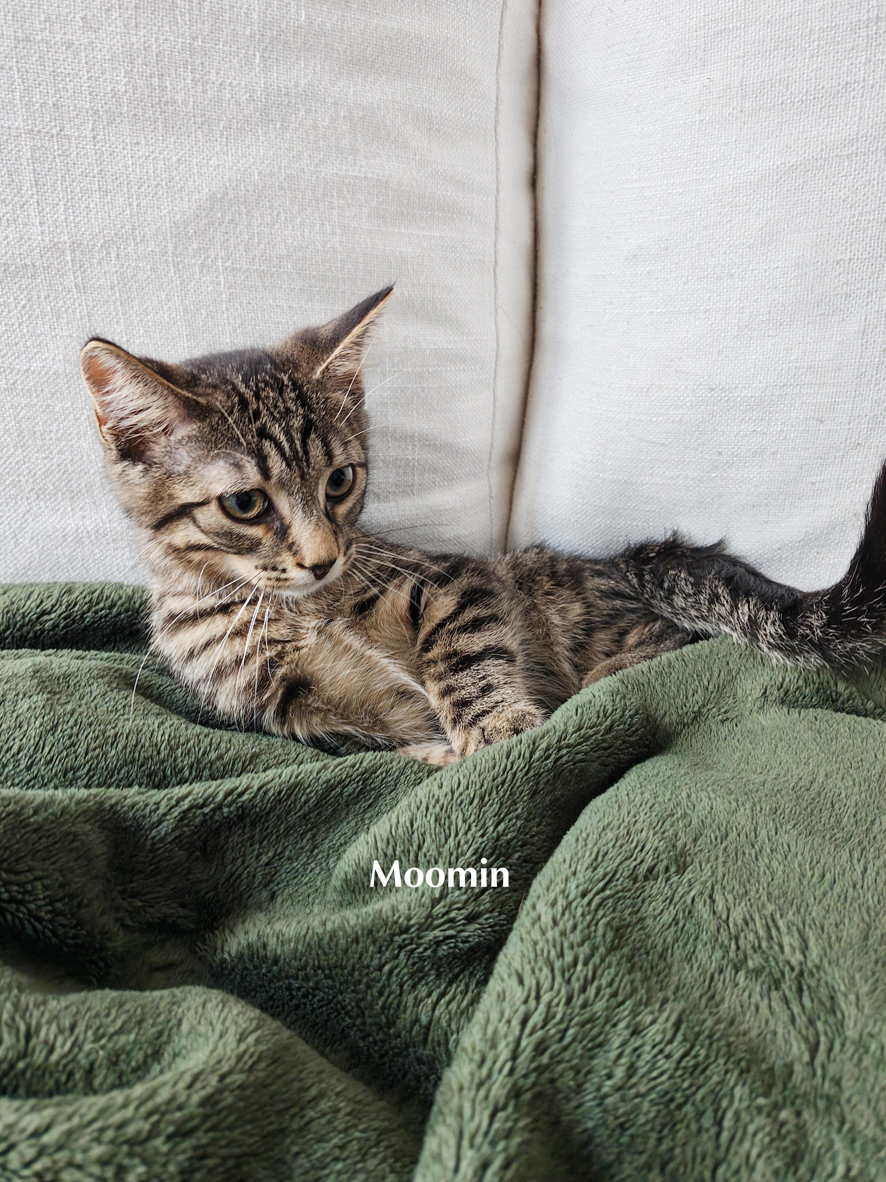 Enlarge Moomin, a Adoptable Domestic Short Hair in Chicago, IL image 2/3