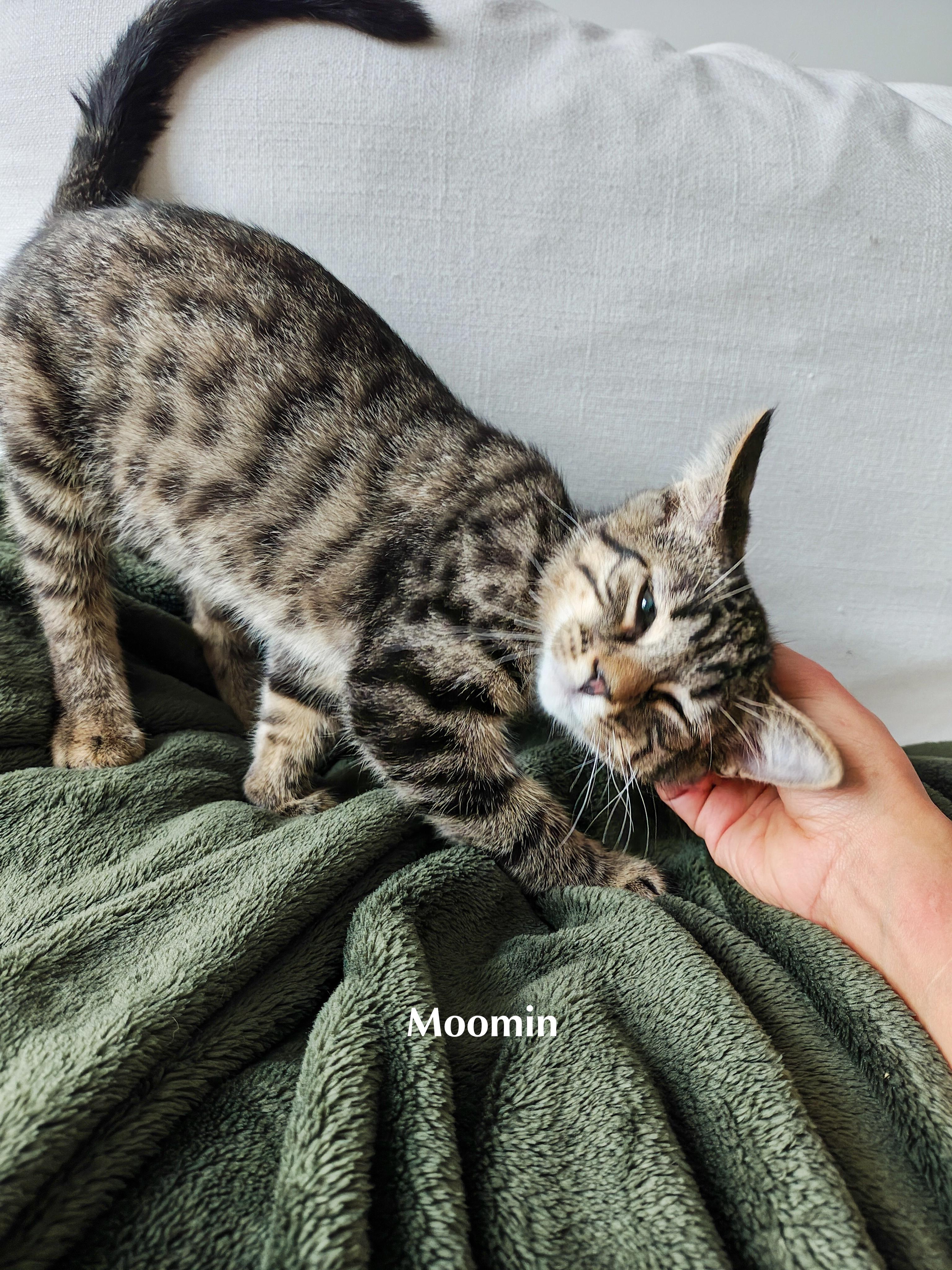 Enlarge Moomin, a Adoptable Domestic Short Hair in Chicago, IL image 3/3