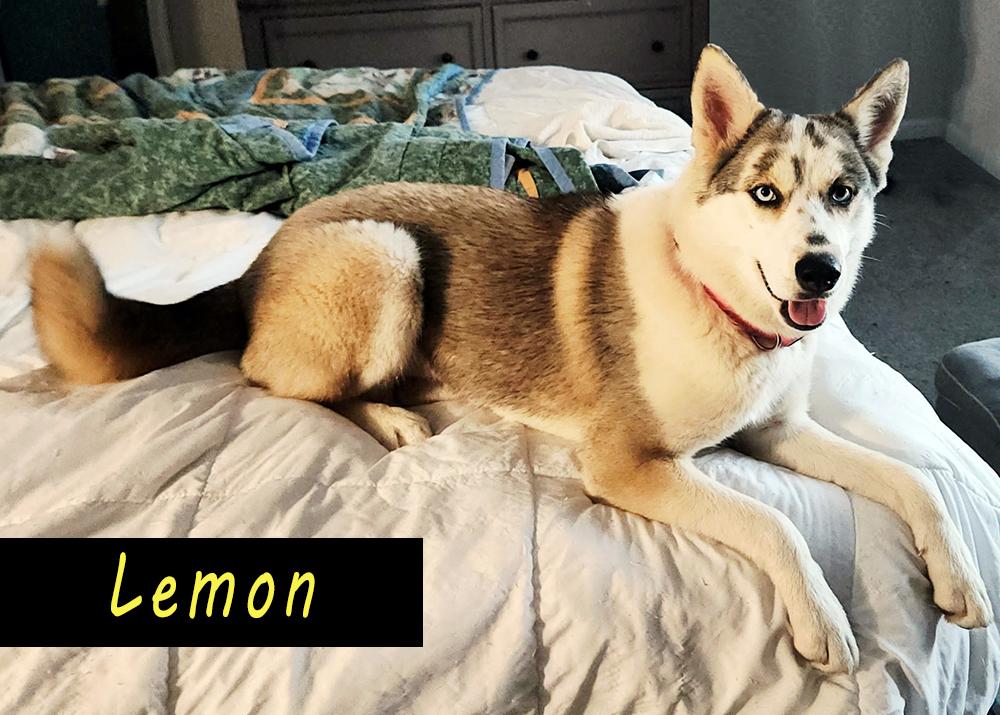 Enlarge Lemon, an adopted Husky in Smithfield, VA image 1/2