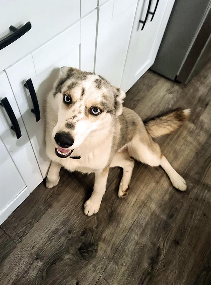 Enlarge Lemon, an adopted Husky in Smithfield, VA image 2/2