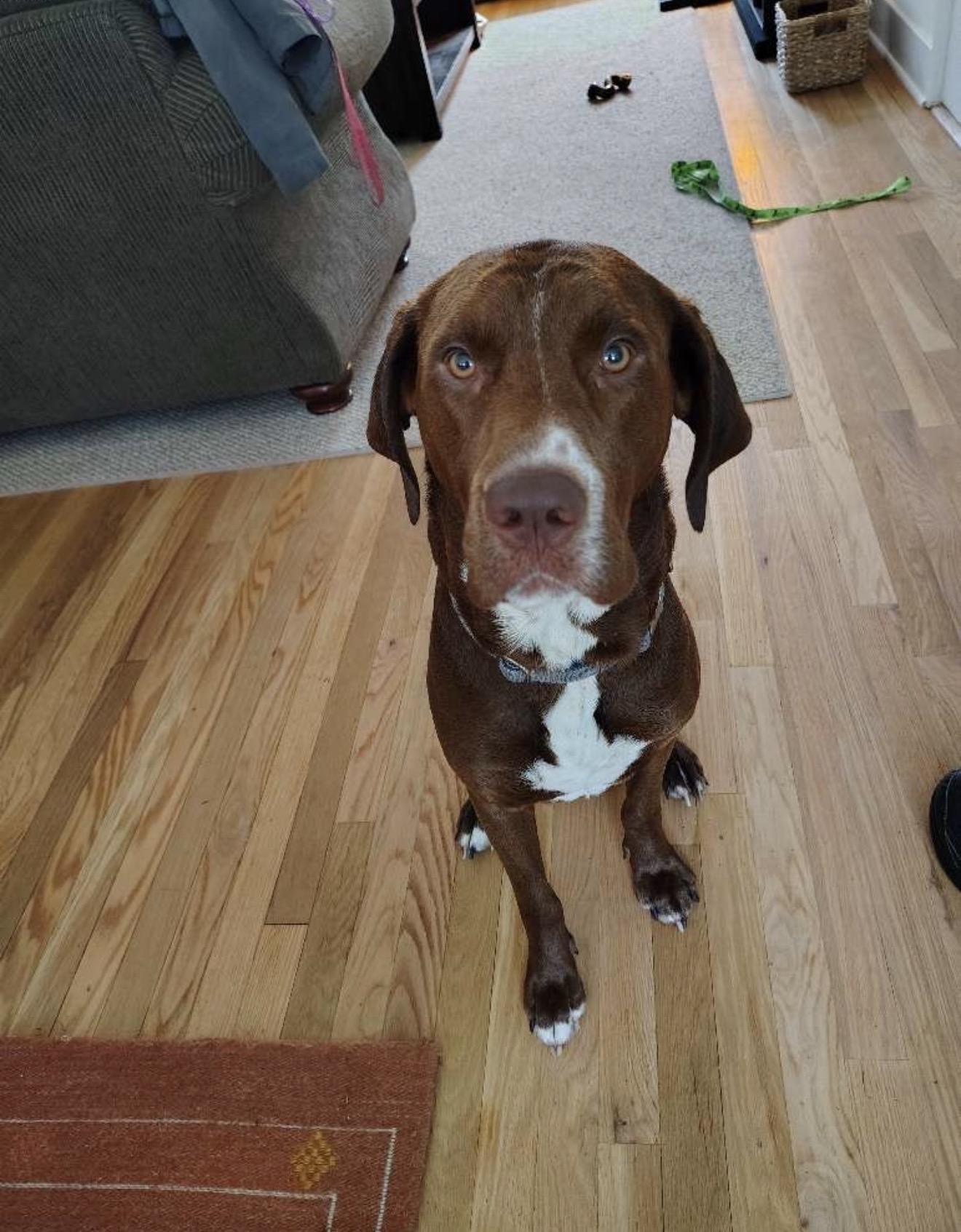 Vinny, adopted, Adult Male Bloodhound.