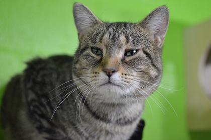 Dolittle, an adoptable Tabby in Rapid City, SD, 57703 | Photo Image 1