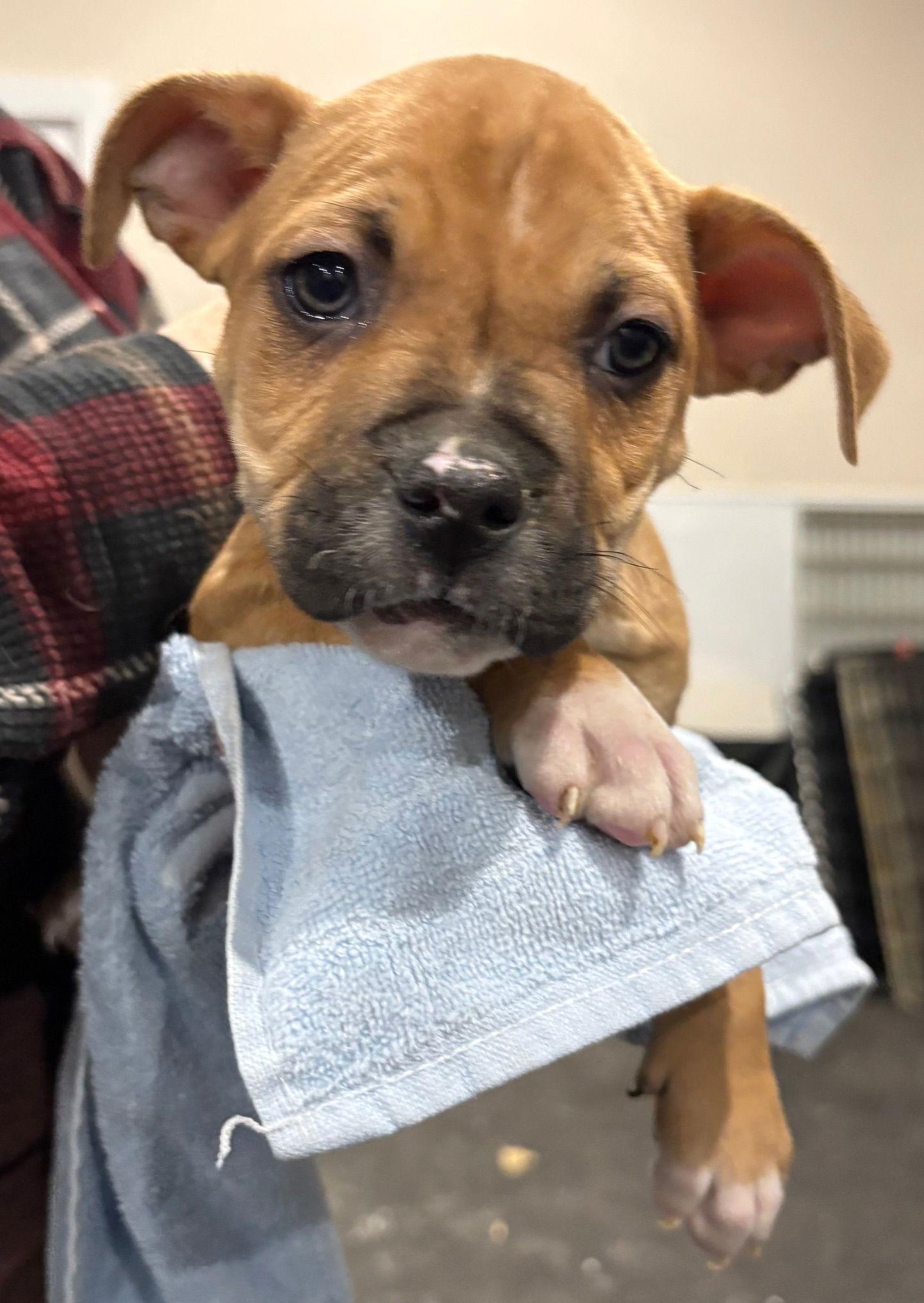 Wren, Adoptable, Puppy Male Pit Bull Terrier.